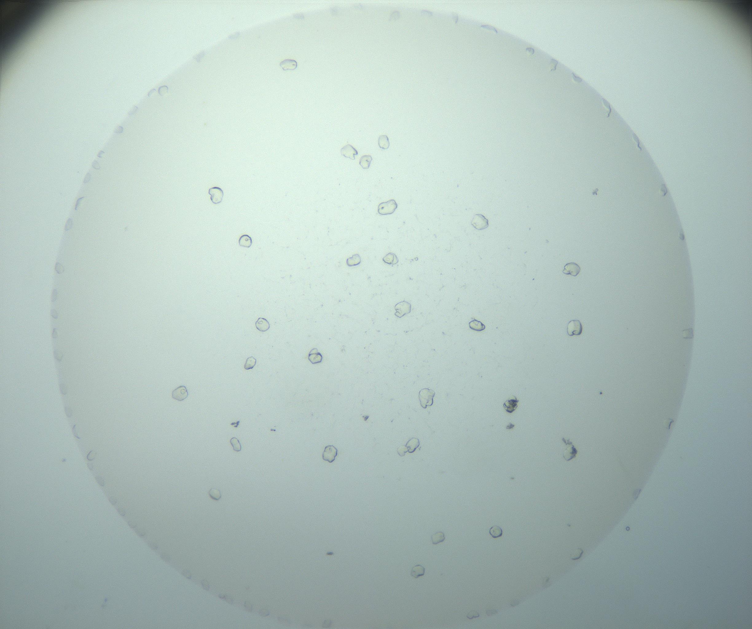 RI01_03_000_0212_Proj1_Clon1_MC_0000MC103024_013_170114_12_06_02_00_99_002_001_RAI.jpg