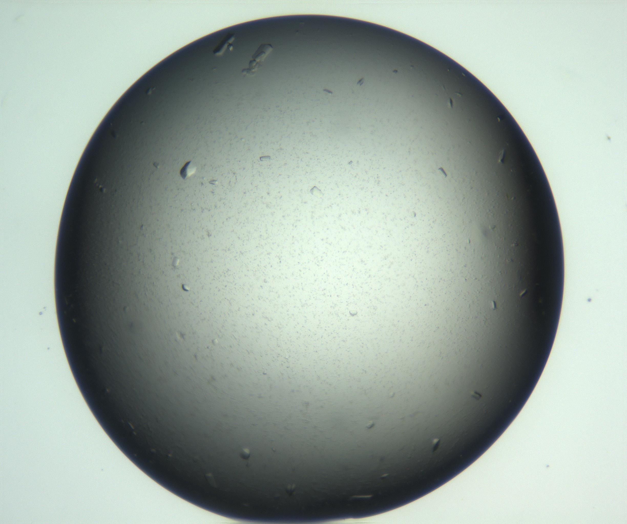 RI01_03_000_0212_Proj1_Clon1_MC_0000MC103025_004_161123_07_08_01_00_99_002_001_RAI.jpg