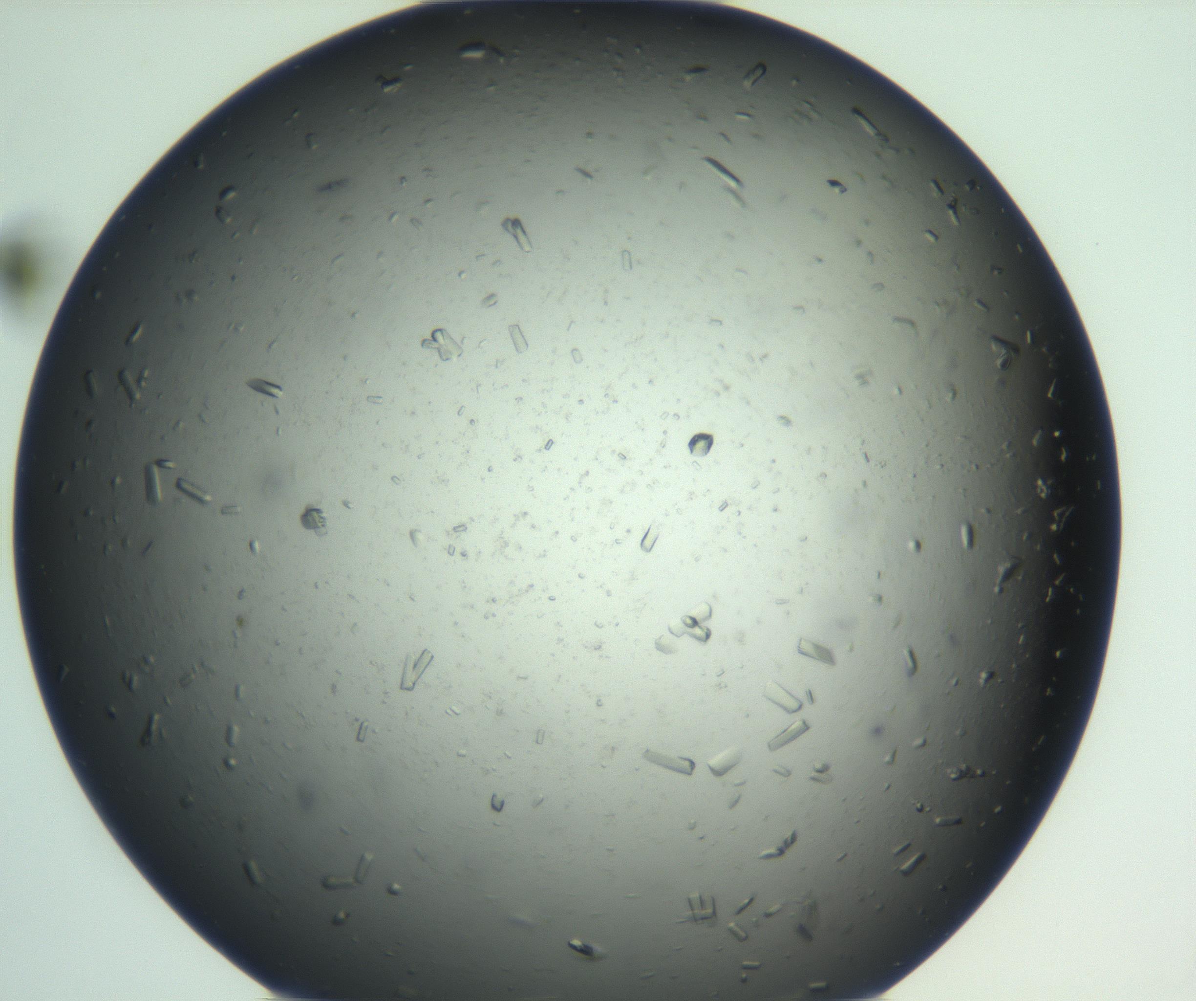 RI01_03_000_0212_Proj1_Clon1_MC_0000MC103025_004_161123_07_08_02_00_99_002_001_RAI.jpg