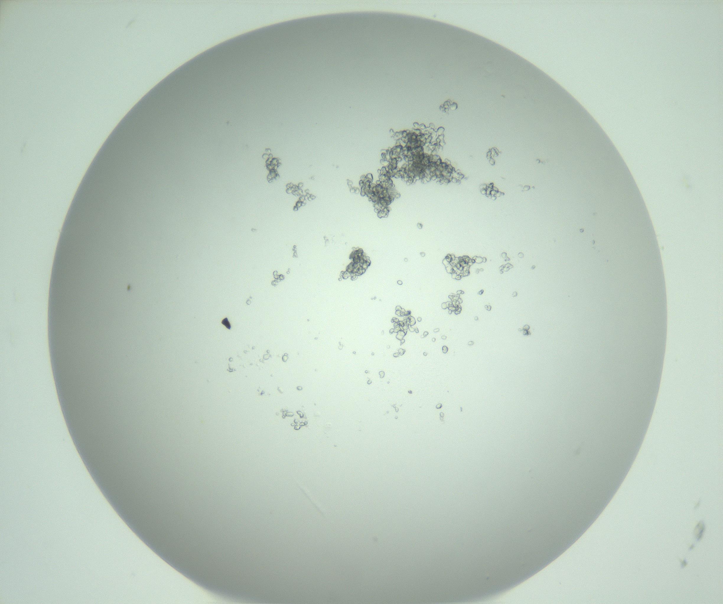 RI01_03_000_0212_Proj1_Clon1_MC_0000MC103025_006_161127_12_06_01_00_99_002_001_RAI.jpg