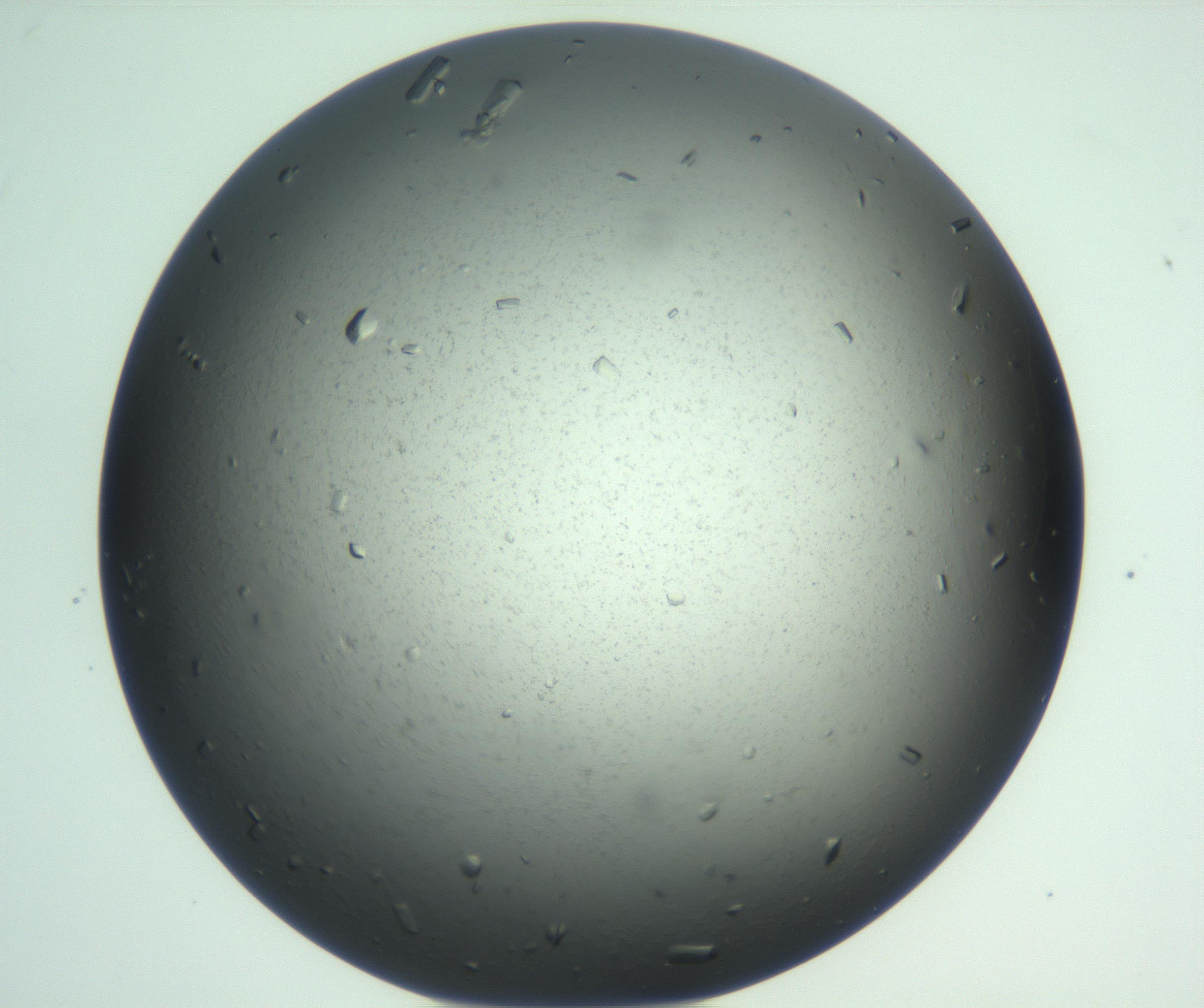 RI01_03_000_0212_Proj1_Clon1_MC_0000MC103025_008_161204_07_08_01_00_99_002_001_RAI.jpg