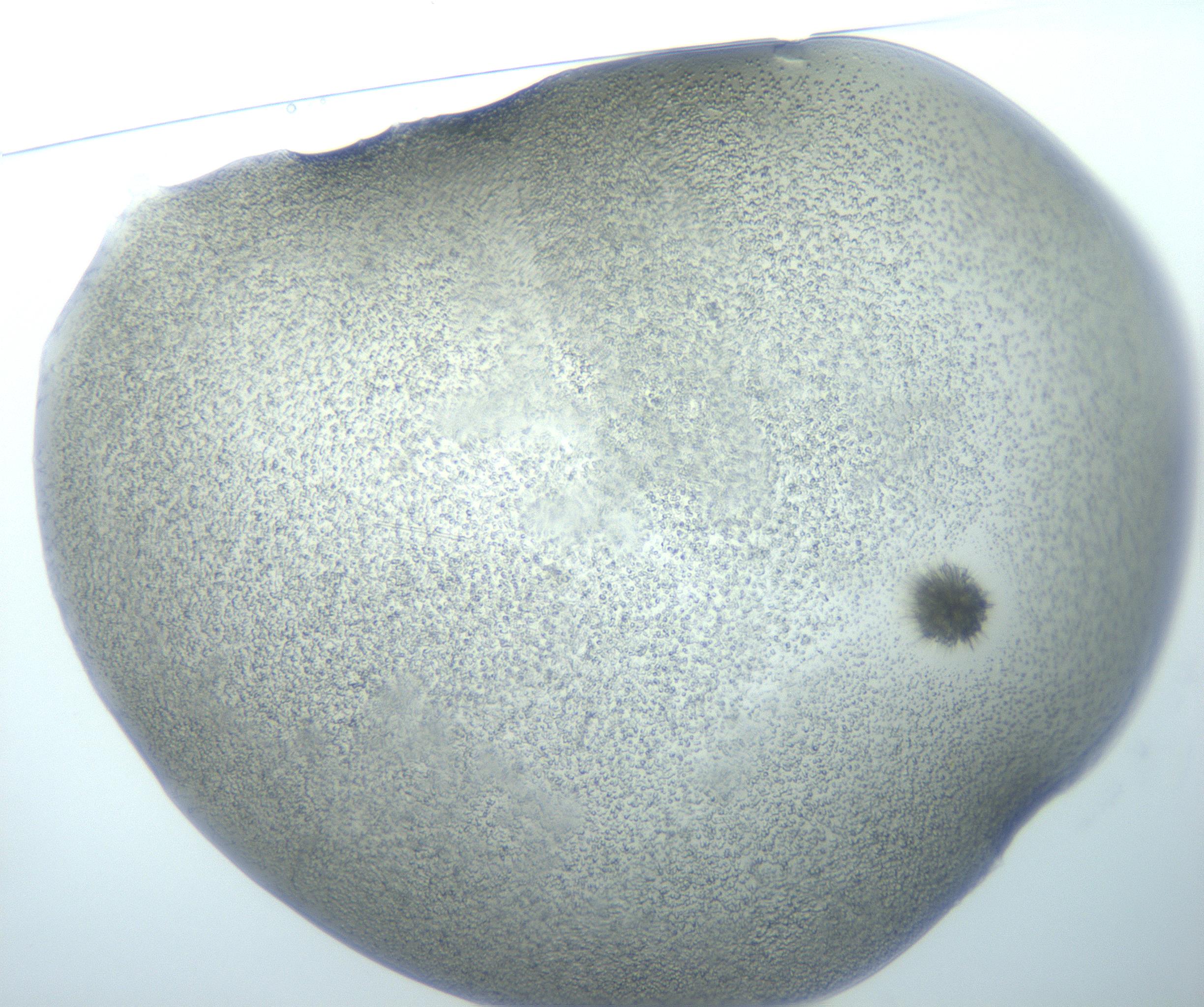 RI01_03_000_0212_Proj1_Clon1_MC_0000MC103026_002_161121_01_01_01_00_99_002_001_RAI.jpg