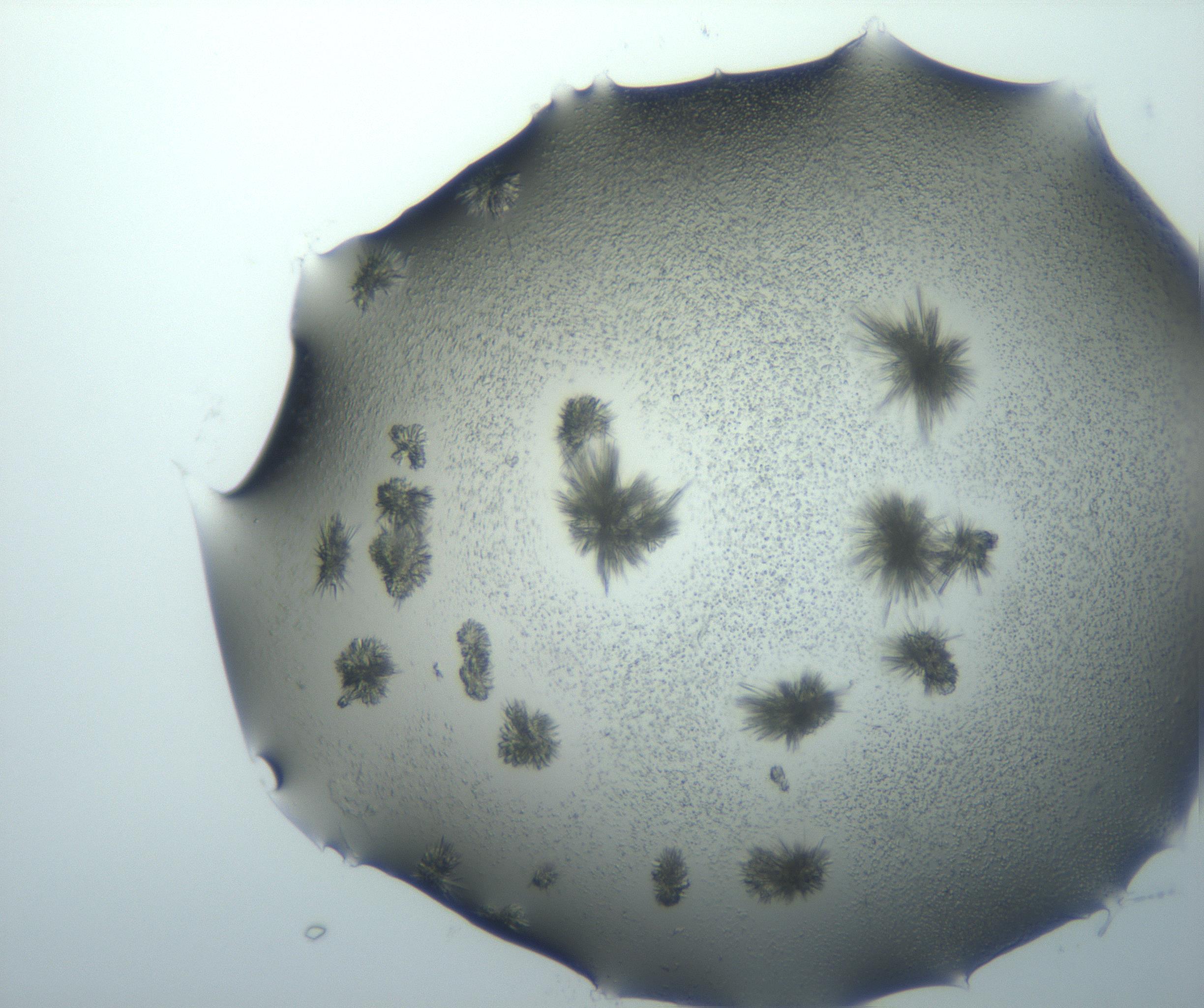 RI01_03_000_0212_Proj1_Clon1_MC_0000MC103026_002_161121_01_01_02_00_99_002_001_RAI.jpg