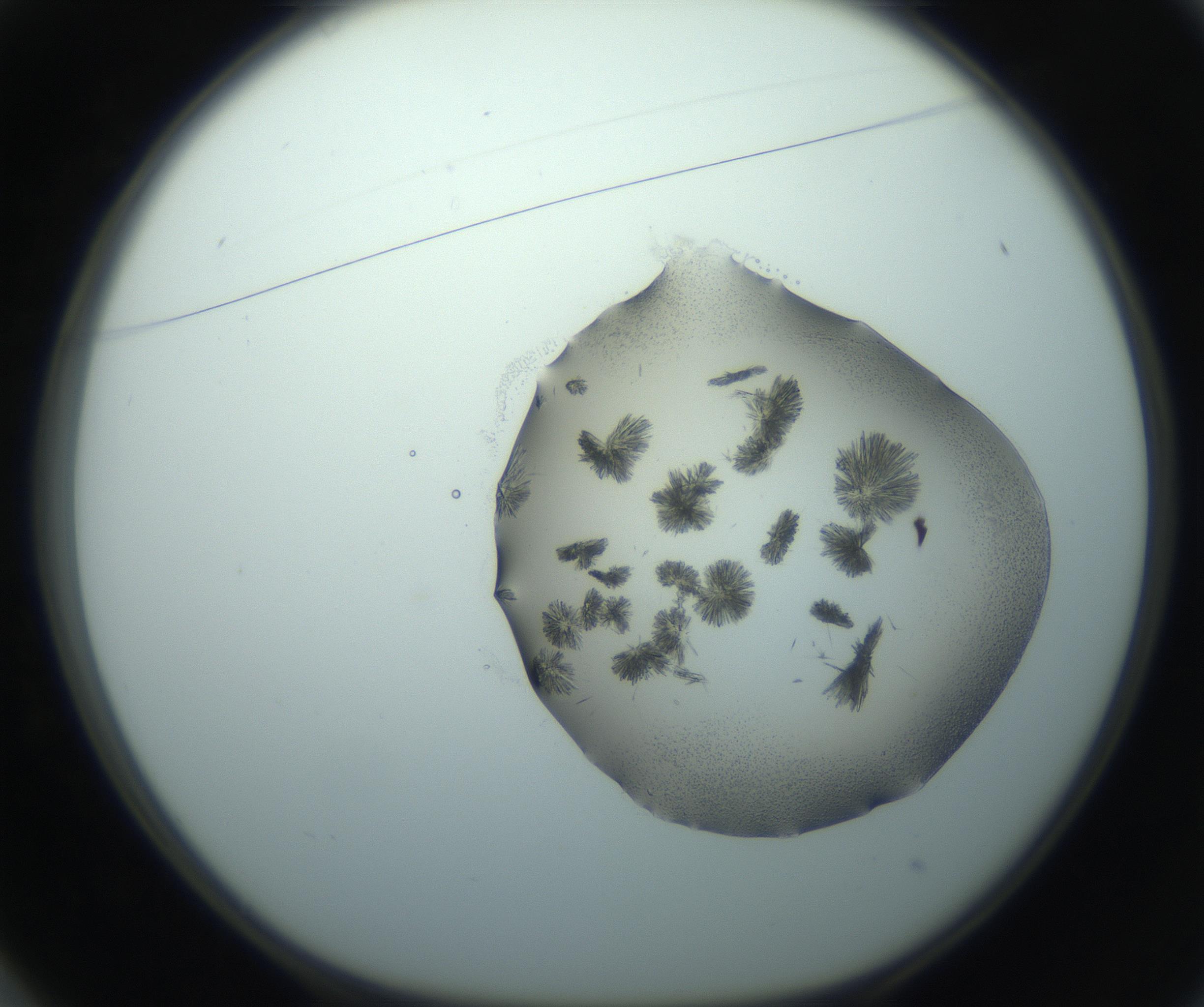 RI01_03_000_0212_Proj1_Clon1_MC_0000MC103026_002_161121_01_02_01_00_99_002_001_RAI.jpg