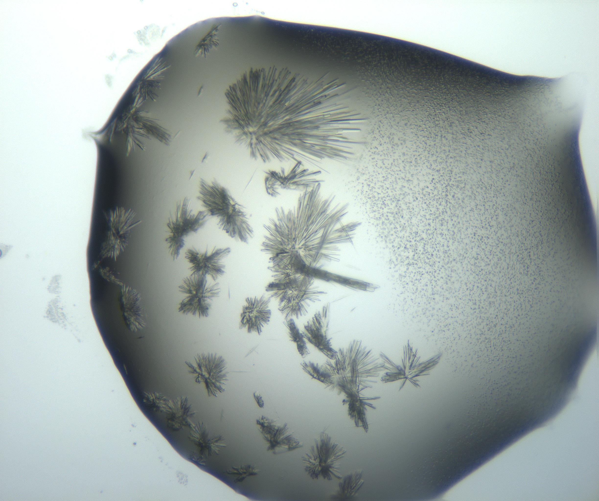 RI01_03_000_0212_Proj1_Clon1_MC_0000MC103026_002_161121_01_02_02_00_99_002_001_RAI.jpg