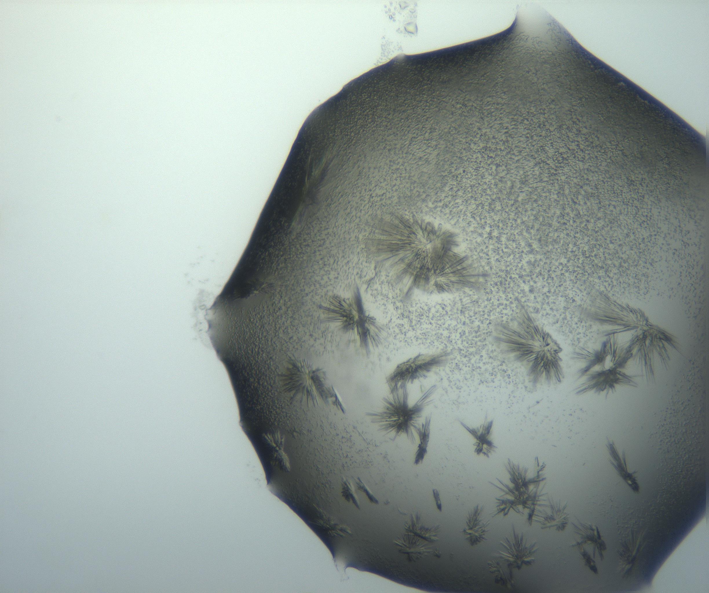 RI01_03_000_0212_Proj1_Clon1_MC_0000MC103026_002_161121_01_04_02_00_99_002_001_RAI.jpg