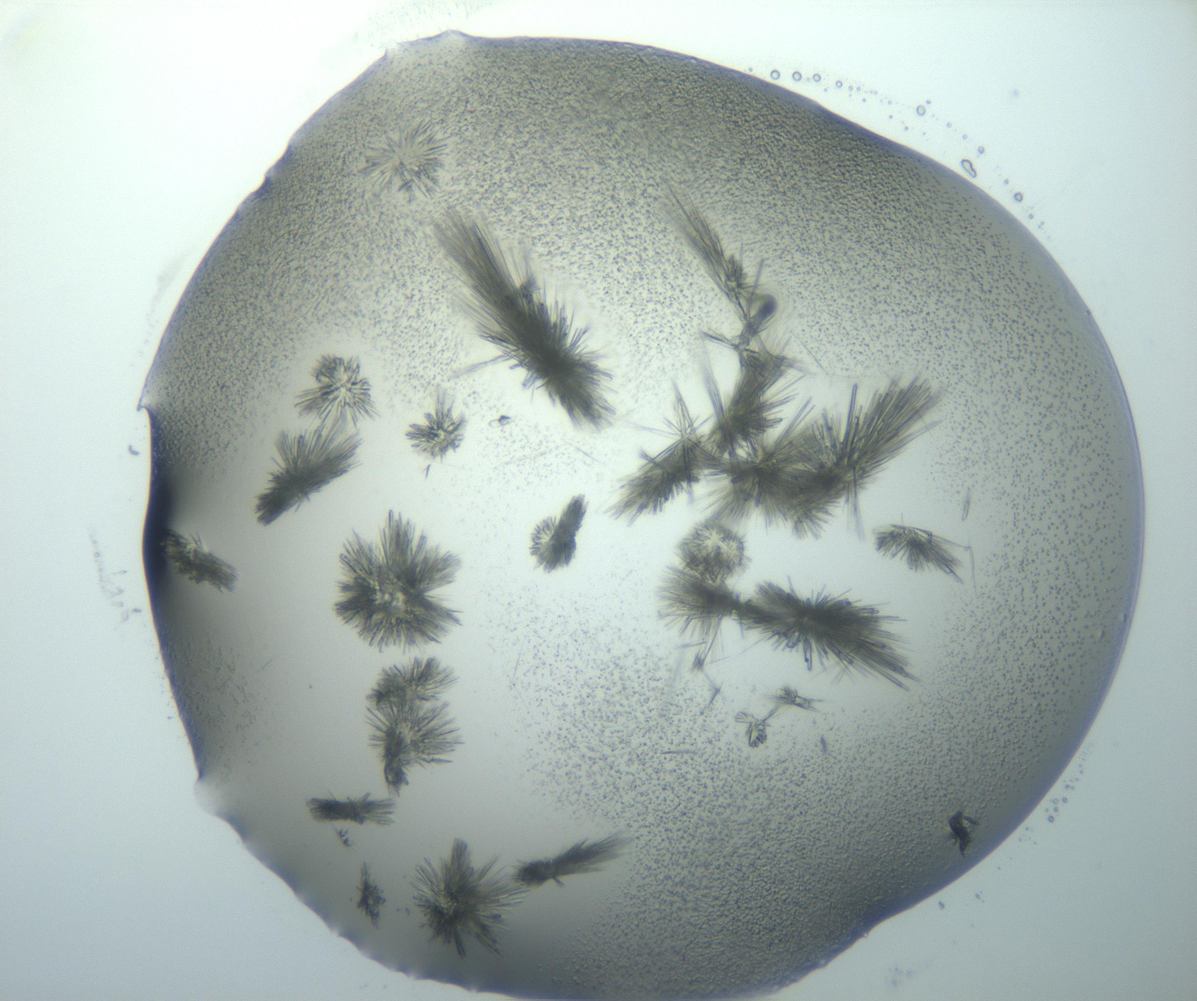 RI01_03_000_0212_Proj1_Clon1_MC_0000MC103026_002_161121_01_05_01_00_99_002_001_RAI.jpg