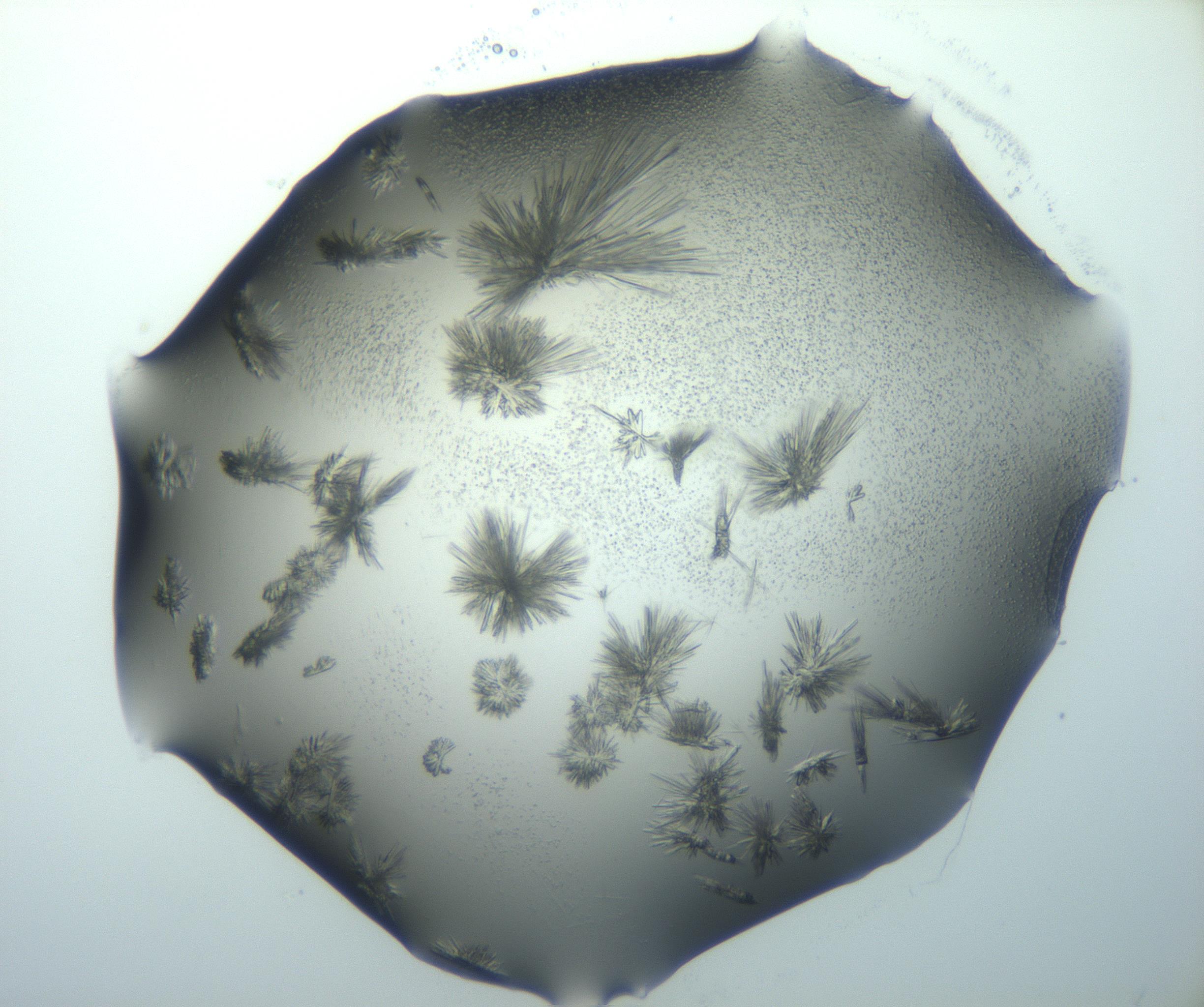RI01_03_000_0212_Proj1_Clon1_MC_0000MC103026_002_161121_01_05_02_00_99_002_001_RAI.jpg