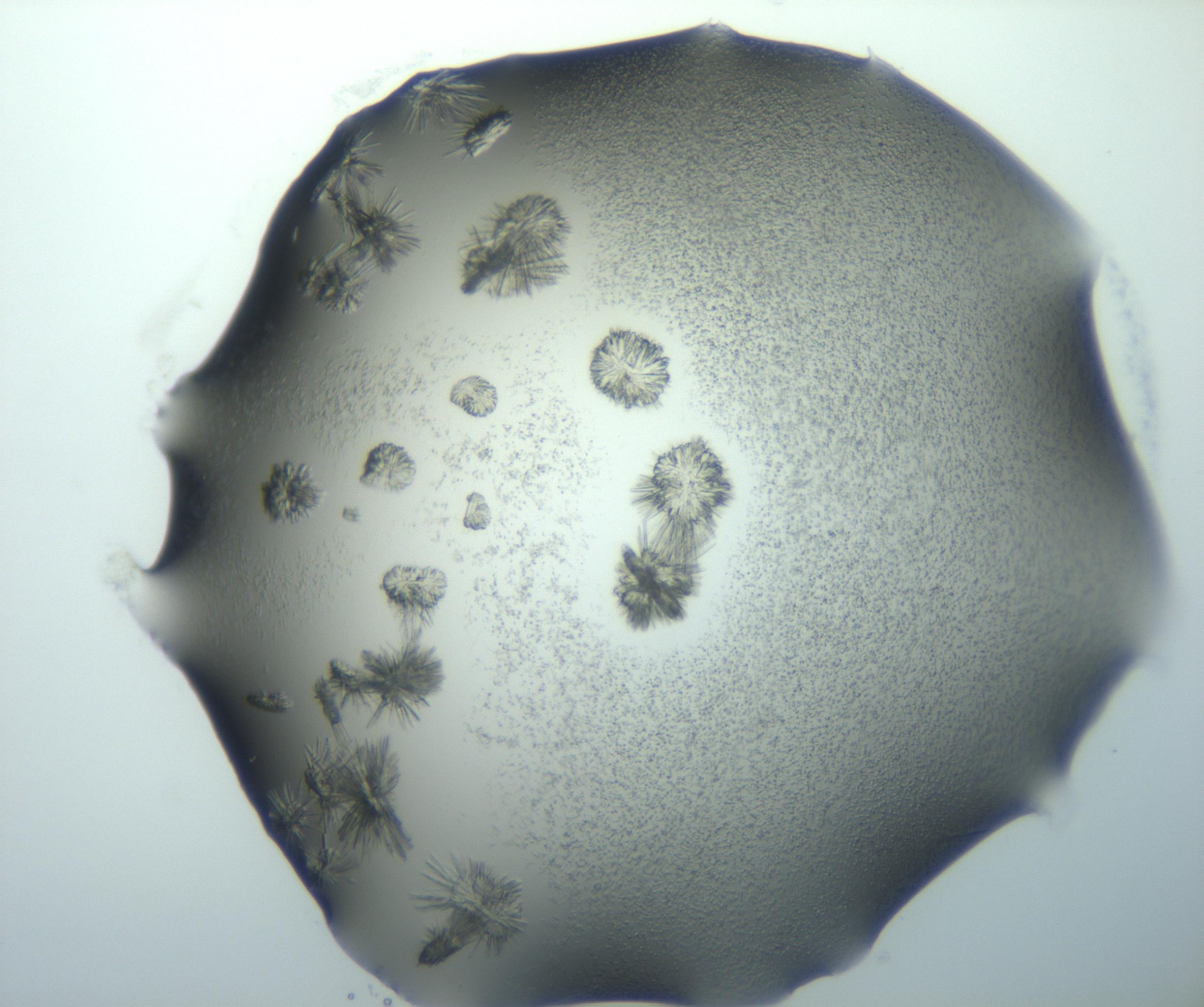 RI01_03_000_0212_Proj1_Clon1_MC_0000MC103026_002_161121_01_06_02_00_99_002_001_RAI.jpg