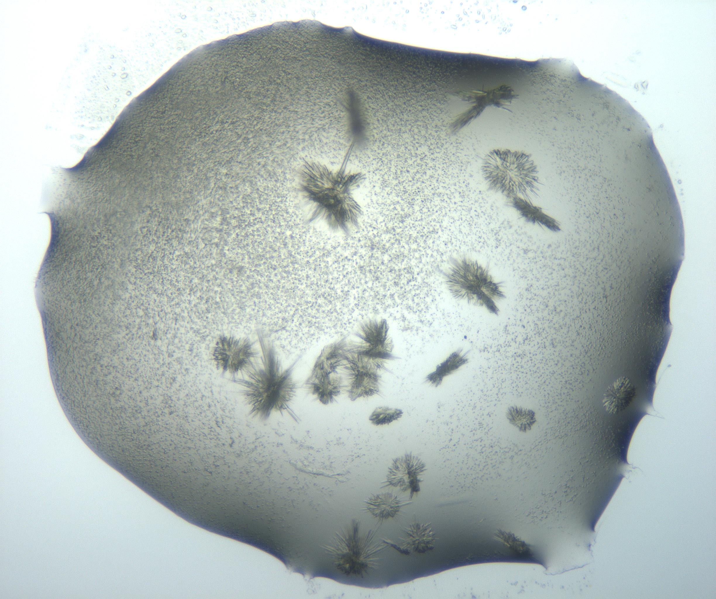 RI01_03_000_0212_Proj1_Clon1_MC_0000MC103026_002_161121_01_07_02_00_99_002_001_RAI.jpg