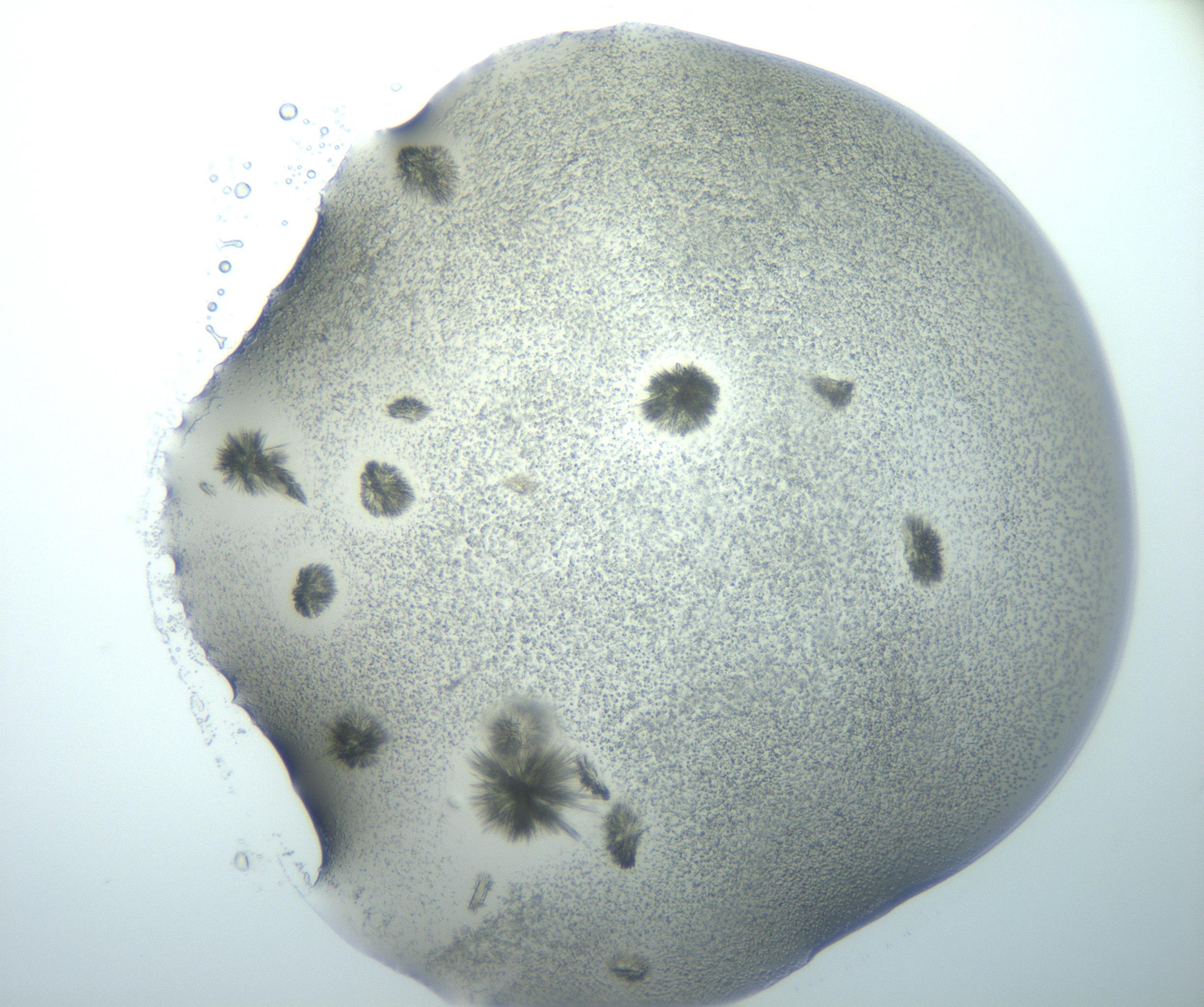 RI01_03_000_0212_Proj1_Clon1_MC_0000MC103026_002_161121_01_08_01_00_99_002_001_RAI.jpg