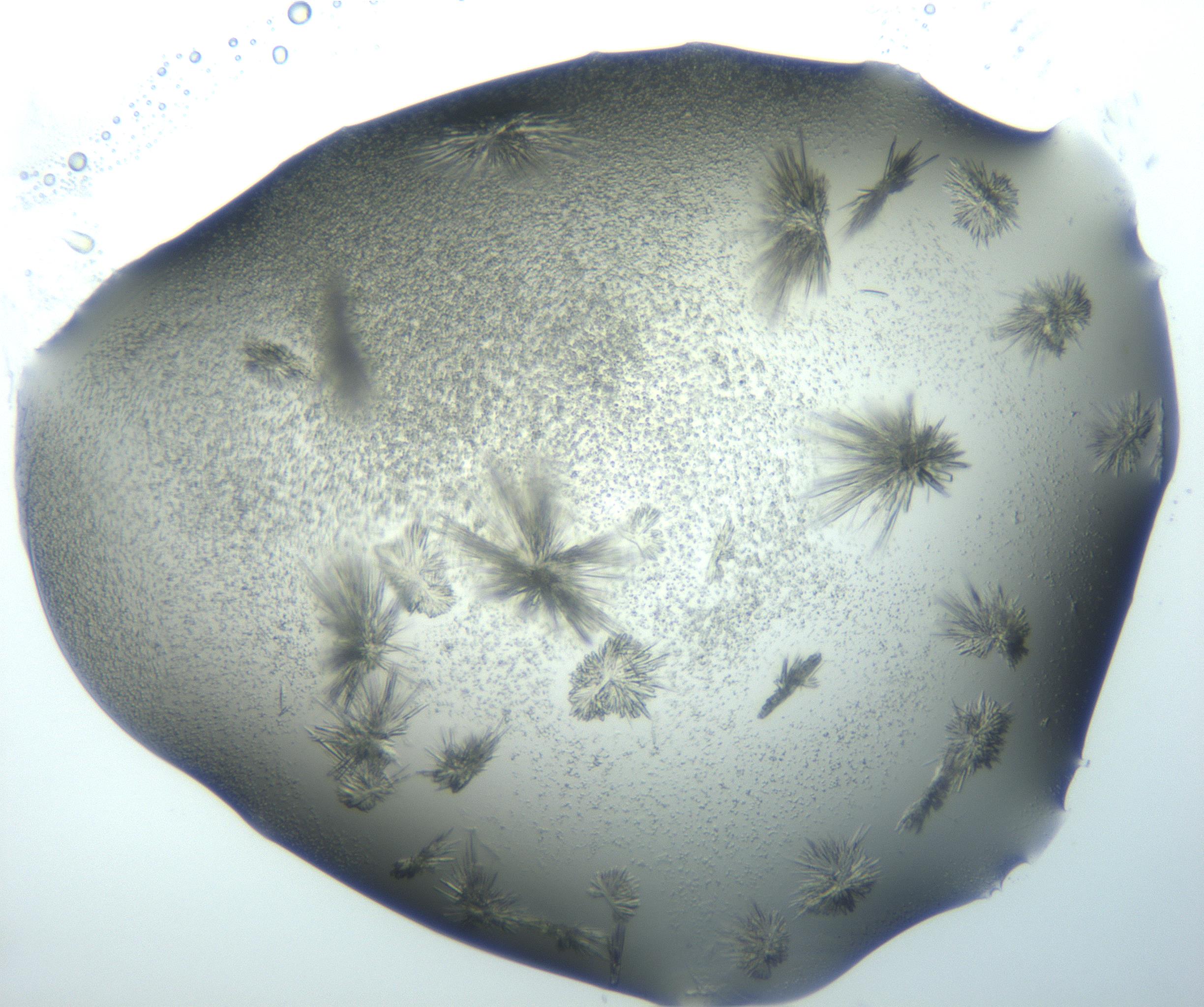 RI01_03_000_0212_Proj1_Clon1_MC_0000MC103026_002_161121_01_08_02_00_99_002_001_RAI.jpg