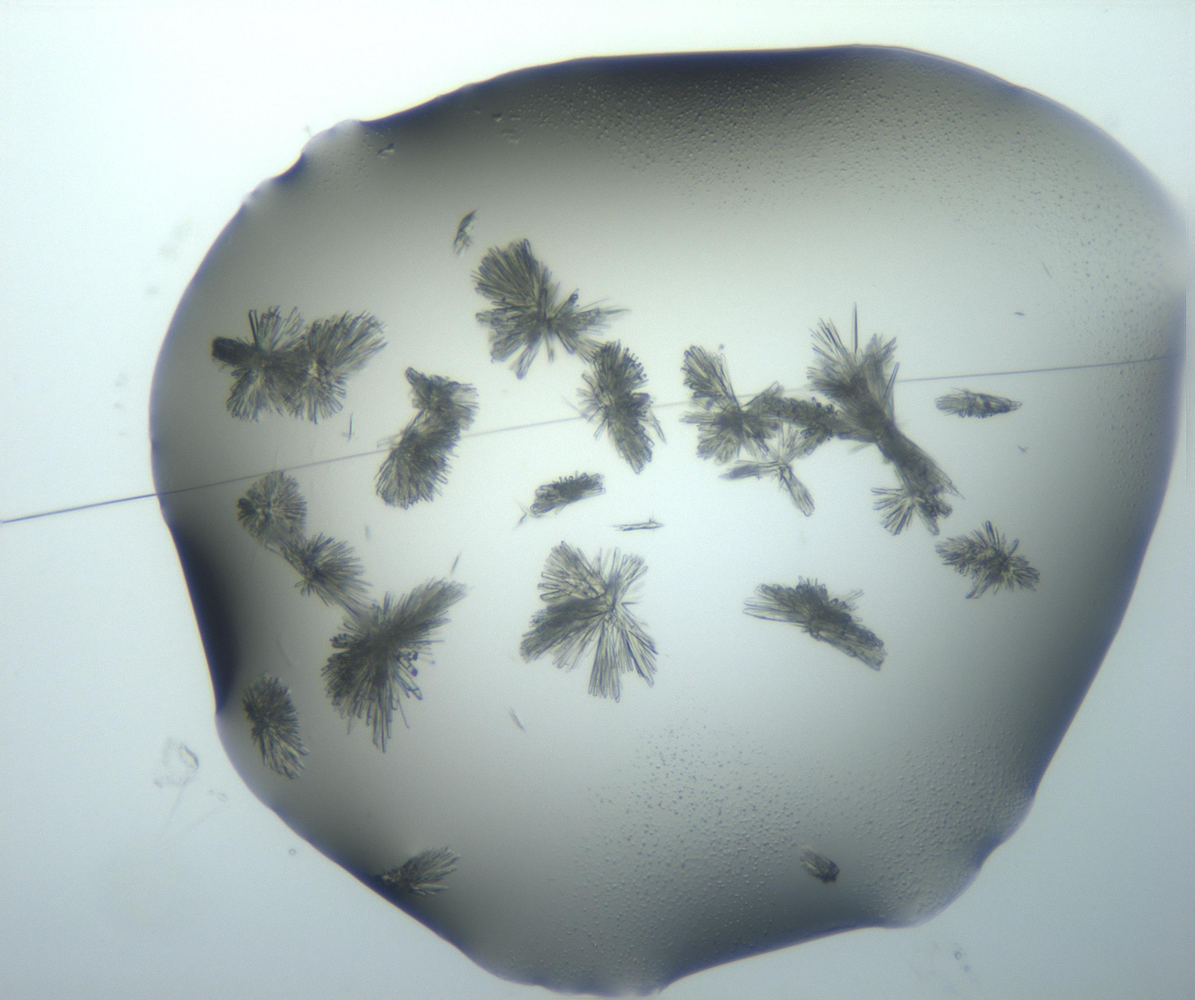 RI01_03_000_0212_Proj1_Clon1_MC_0000MC103026_002_161121_02_01_01_00_99_002_001_RAI.jpg