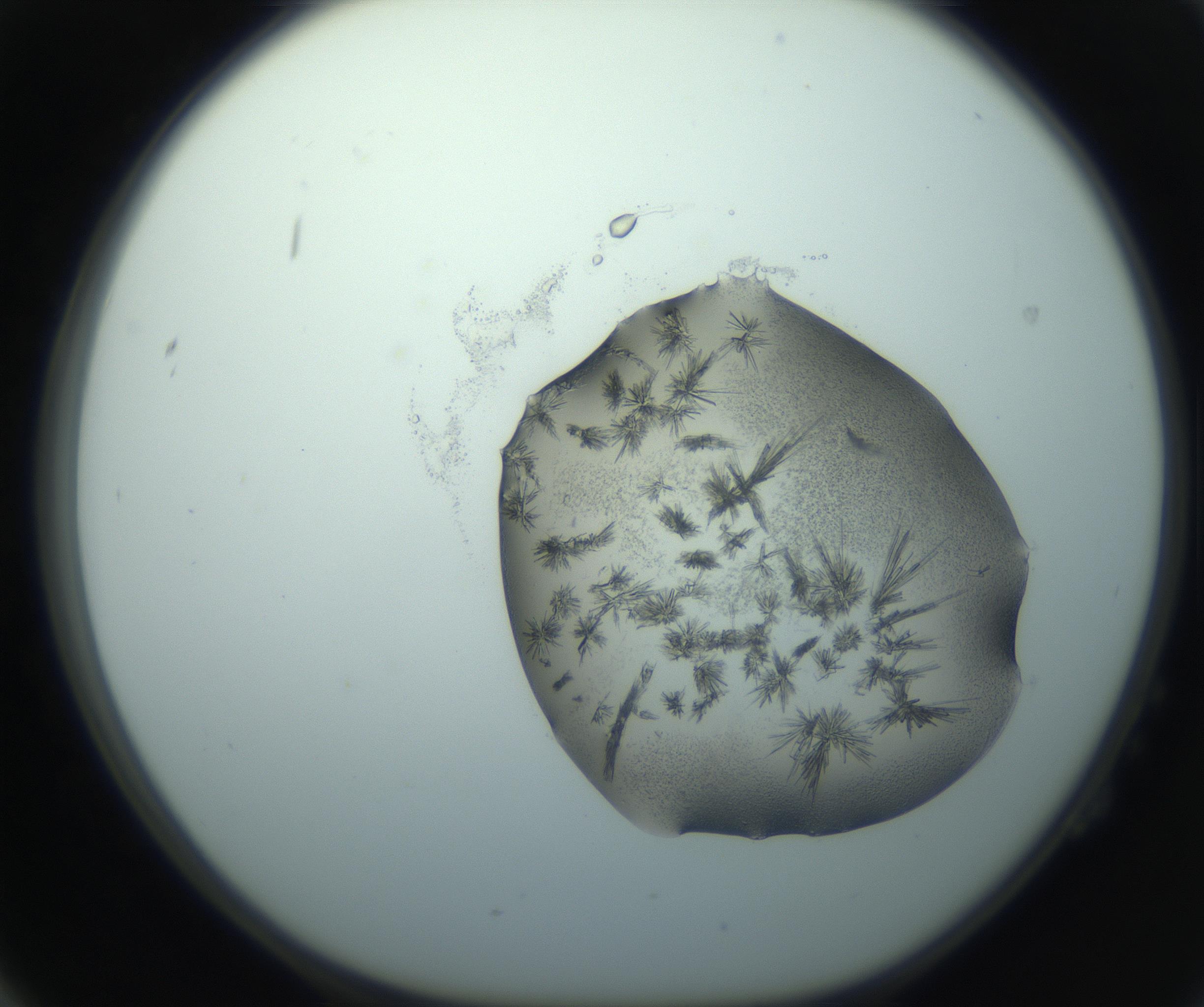RI01_03_000_0212_Proj1_Clon1_MC_0000MC103026_002_161121_02_02_01_00_99_002_001_RAI.jpg