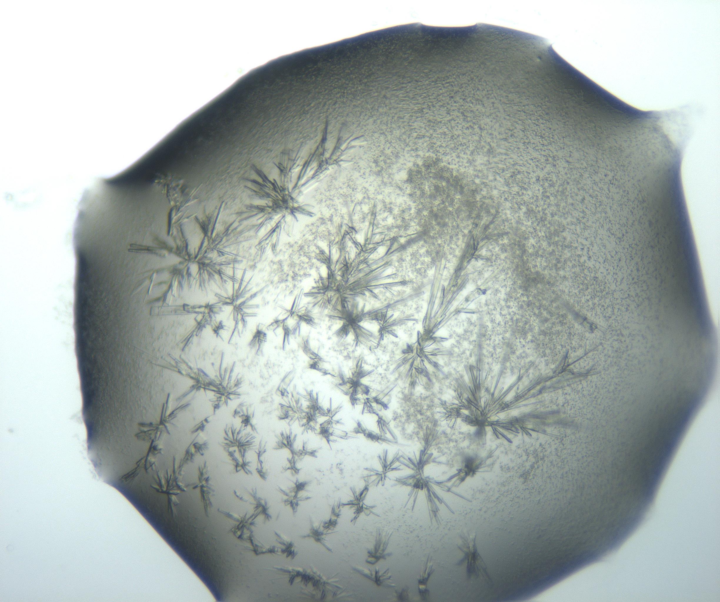 RI01_03_000_0212_Proj1_Clon1_MC_0000MC103026_002_161121_02_02_02_00_99_002_001_RAI.jpg