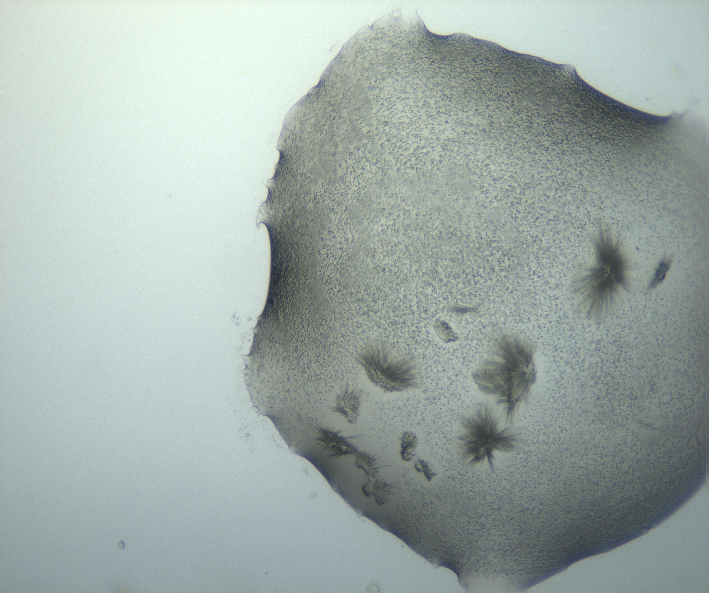 RI01_03_000_0212_Proj1_Clon1_MC_0000MC103026_002_161121_02_03_01_00_99_002_001_RAI.jpg