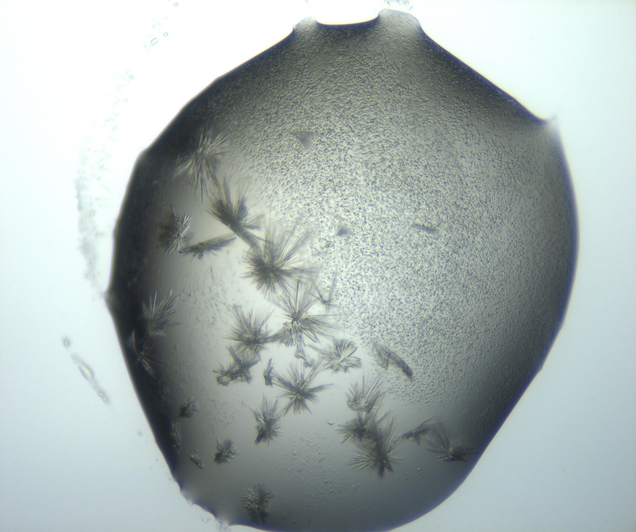 RI01_03_000_0212_Proj1_Clon1_MC_0000MC103026_002_161121_02_03_02_00_99_002_001_RAI.jpg