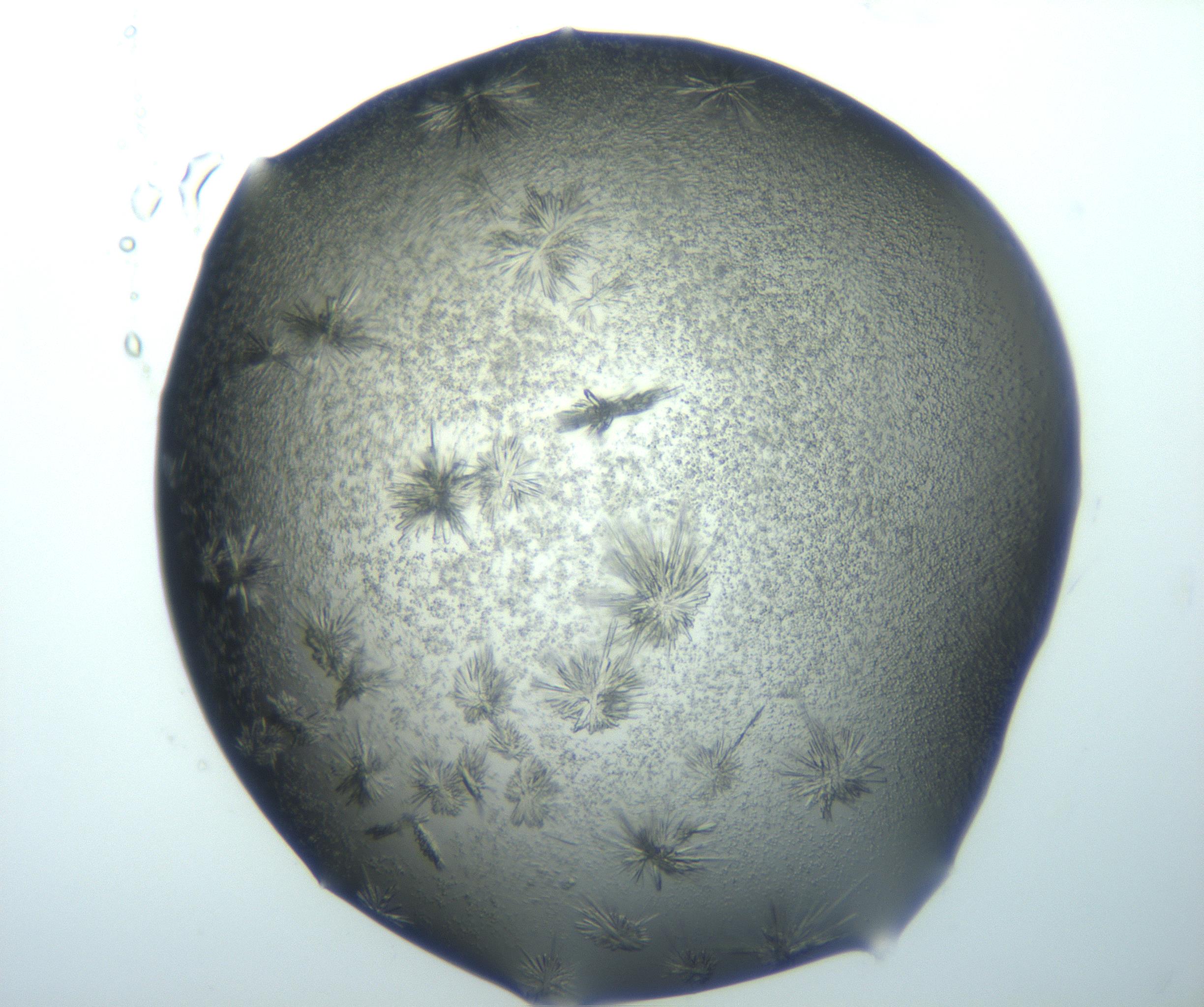 RI01_03_000_0212_Proj1_Clon1_MC_0000MC103026_002_161121_02_04_02_00_99_002_001_RAI.jpg