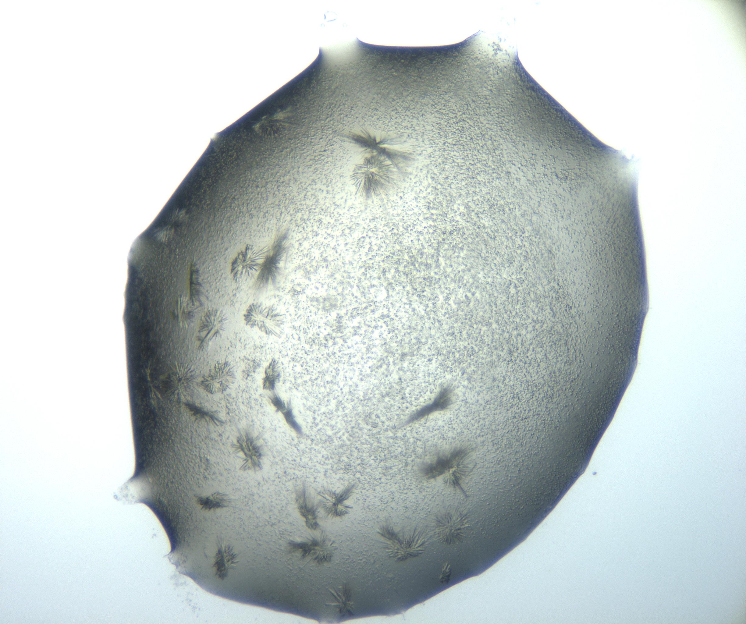 RI01_03_000_0212_Proj1_Clon1_MC_0000MC103026_002_161121_02_06_02_00_99_002_001_RAI.jpg