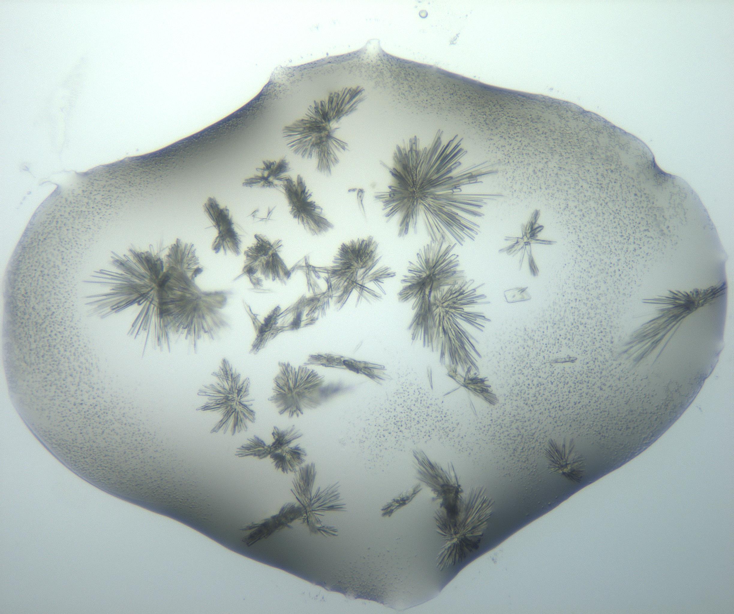 RI01_03_000_0212_Proj1_Clon1_MC_0000MC103026_002_161121_02_08_01_00_99_002_001_RAI.jpg