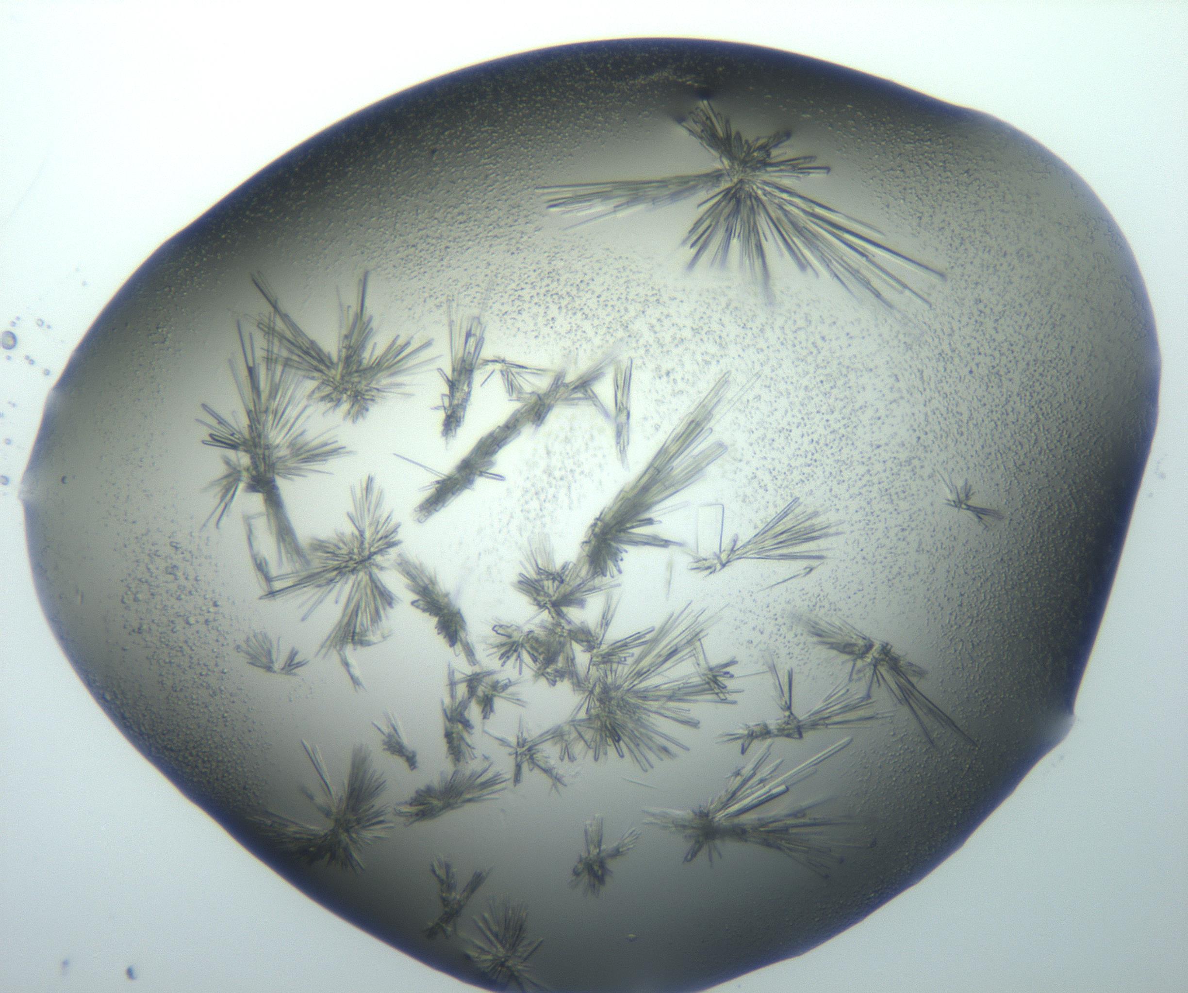 RI01_03_000_0212_Proj1_Clon1_MC_0000MC103026_002_161121_02_08_02_00_99_002_001_RAI.jpg