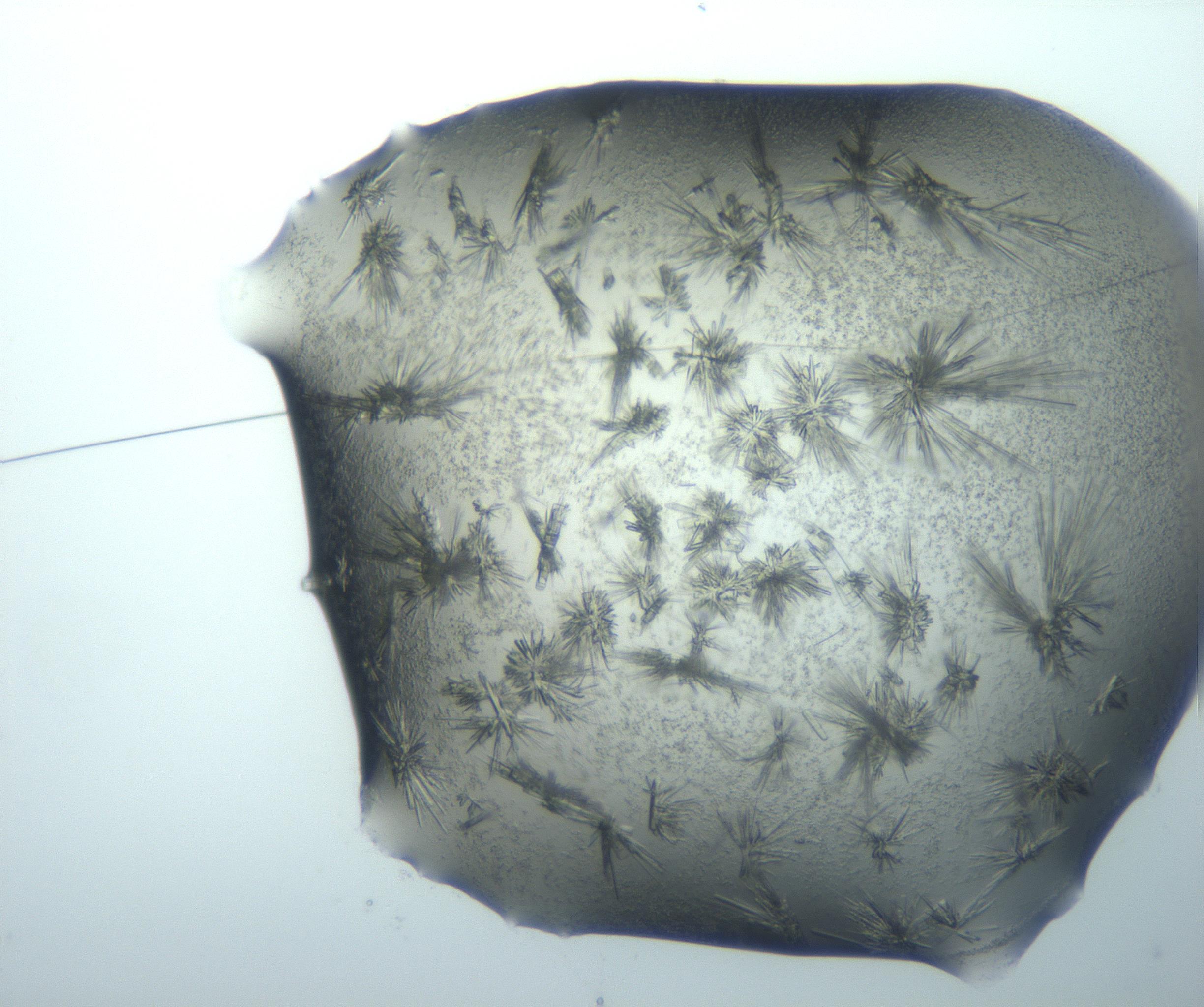 RI01_03_000_0212_Proj1_Clon1_MC_0000MC103026_002_161121_03_01_01_00_99_002_001_RAI.jpg