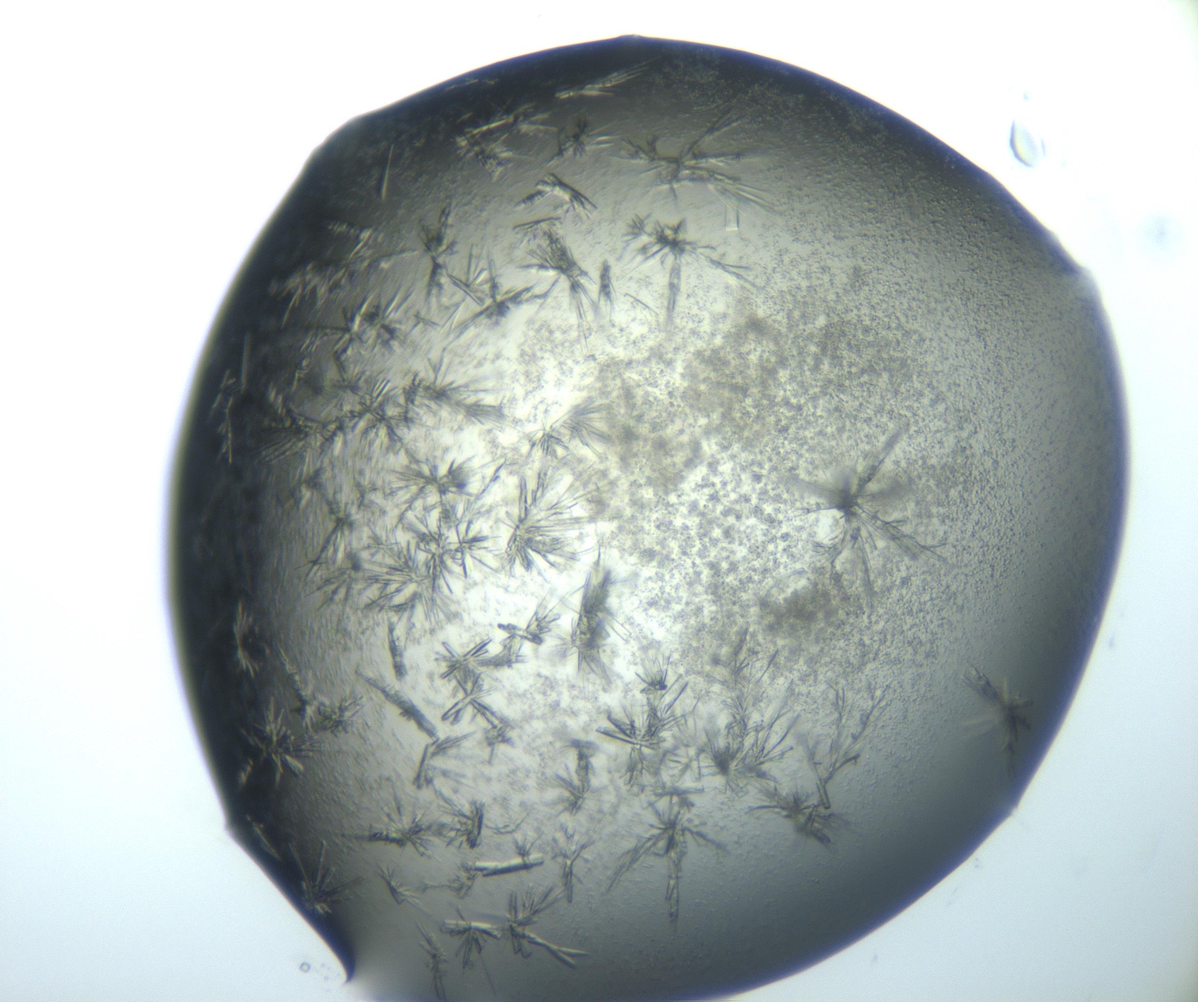 RI01_03_000_0212_Proj1_Clon1_MC_0000MC103026_002_161121_03_01_02_00_99_002_001_RAI.jpg