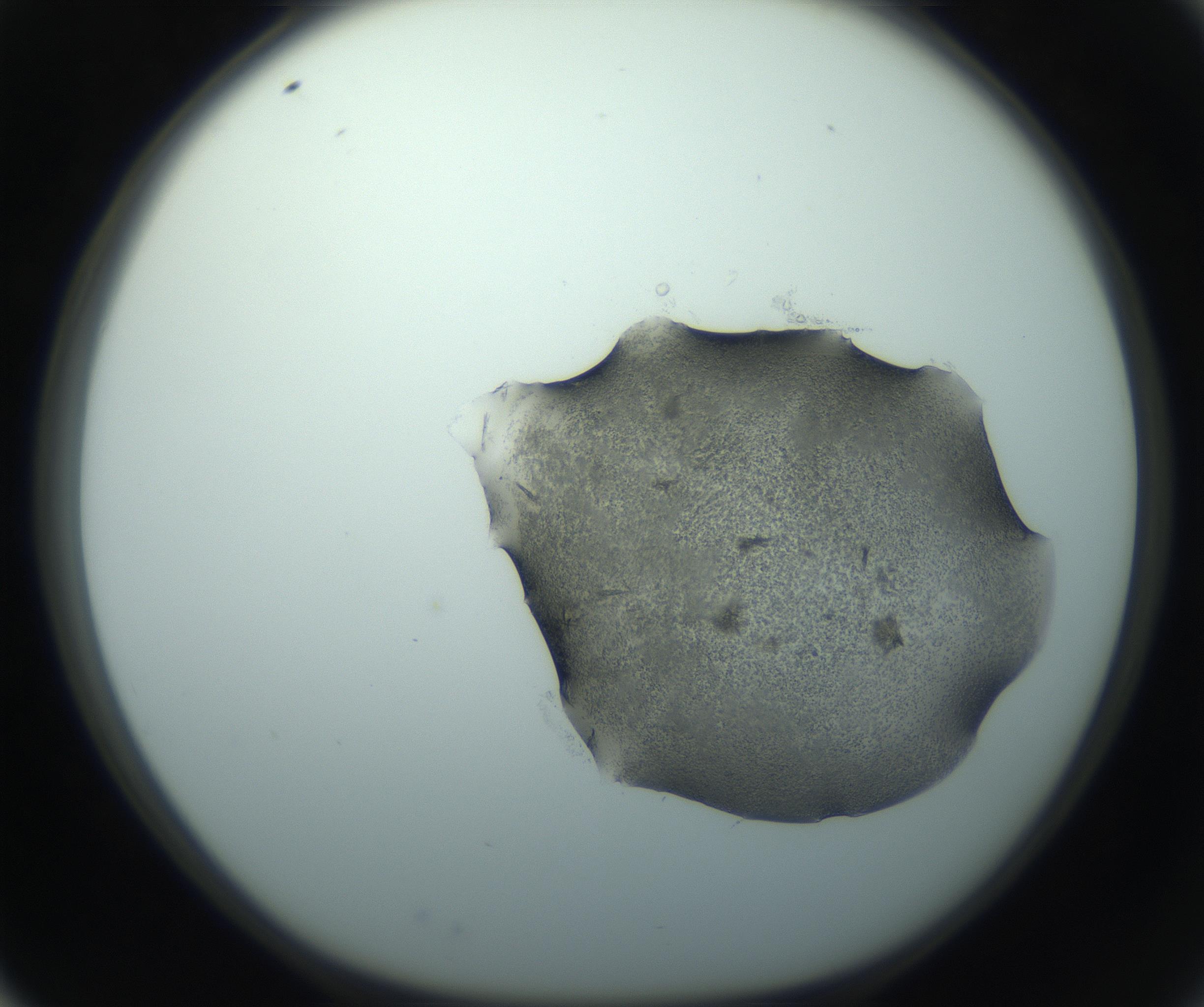 RI01_03_000_0212_Proj1_Clon1_MC_0000MC103026_002_161121_03_02_01_00_99_002_001_RAI.jpg