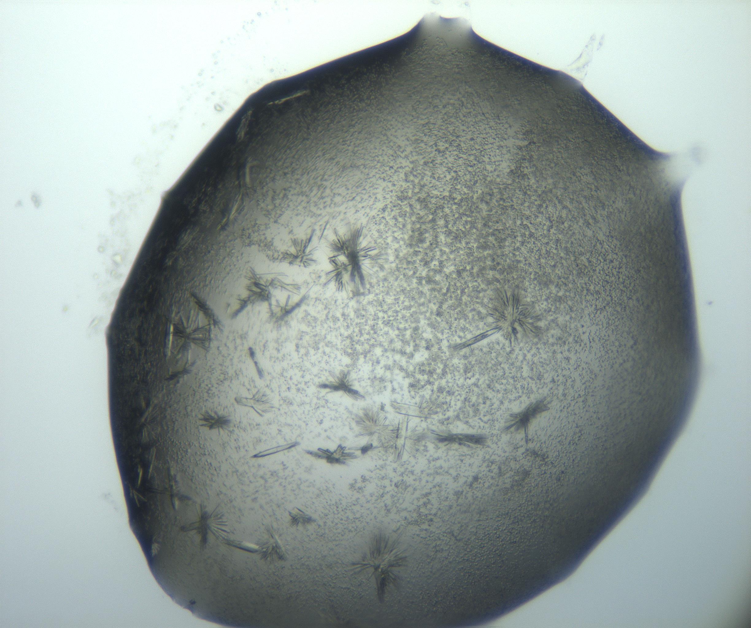 RI01_03_000_0212_Proj1_Clon1_MC_0000MC103026_002_161121_03_02_02_00_99_002_001_RAI.jpg
