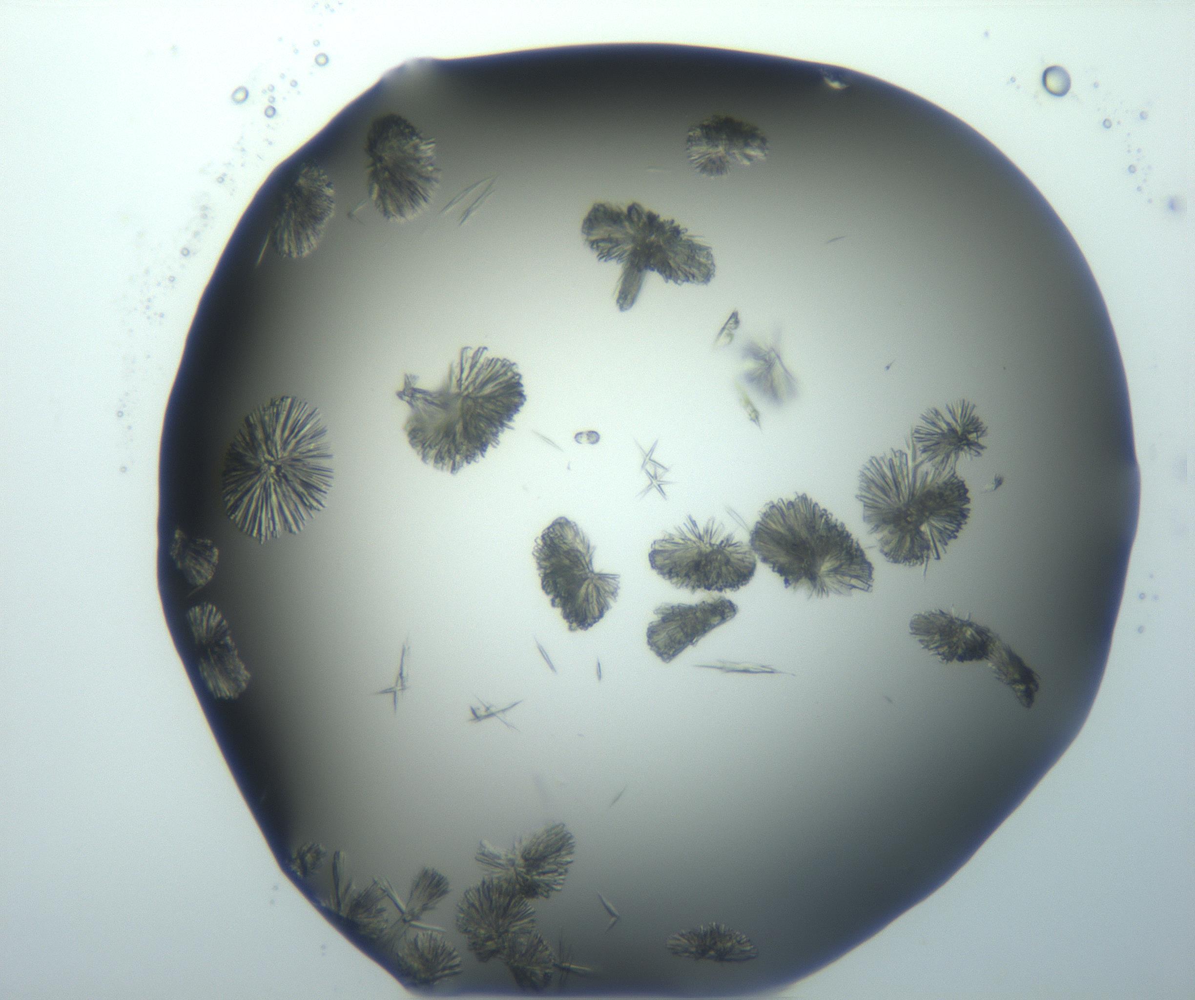 RI01_03_000_0212_Proj1_Clon1_MC_0000MC103026_002_161121_03_05_01_00_99_002_001_RAI.jpg