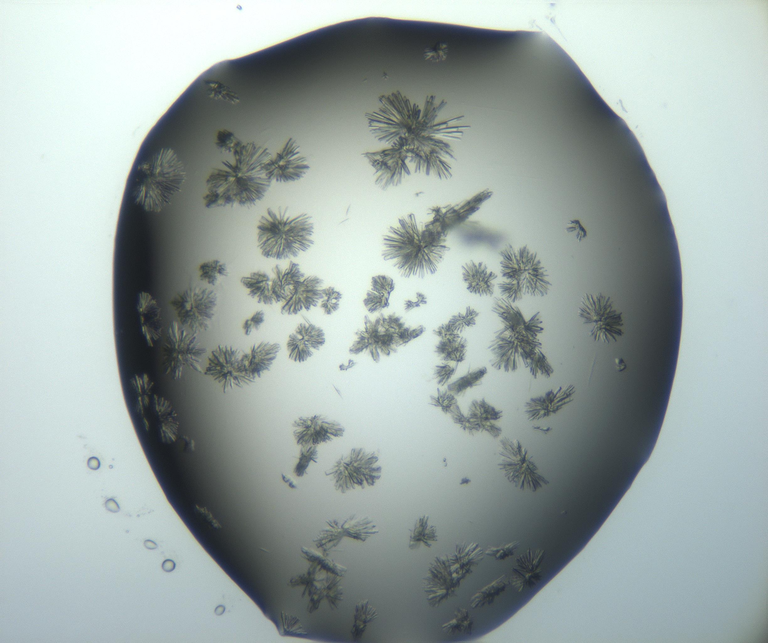 RI01_03_000_0212_Proj1_Clon1_MC_0000MC103026_002_161121_03_05_02_00_99_002_001_RAI.jpg