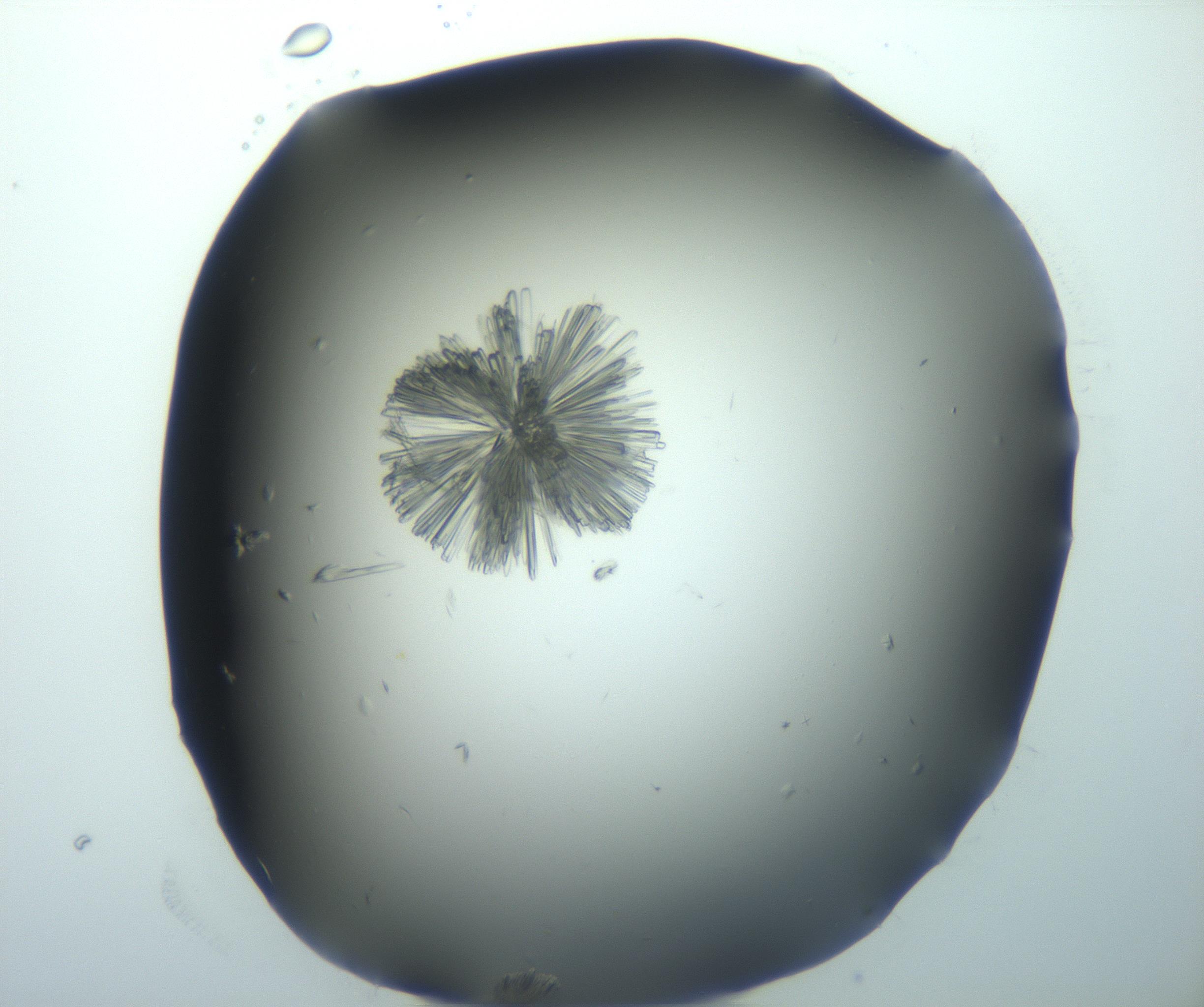 RI01_03_000_0212_Proj1_Clon1_MC_0000MC103026_002_161121_03_06_02_00_99_002_001_RAI.jpg