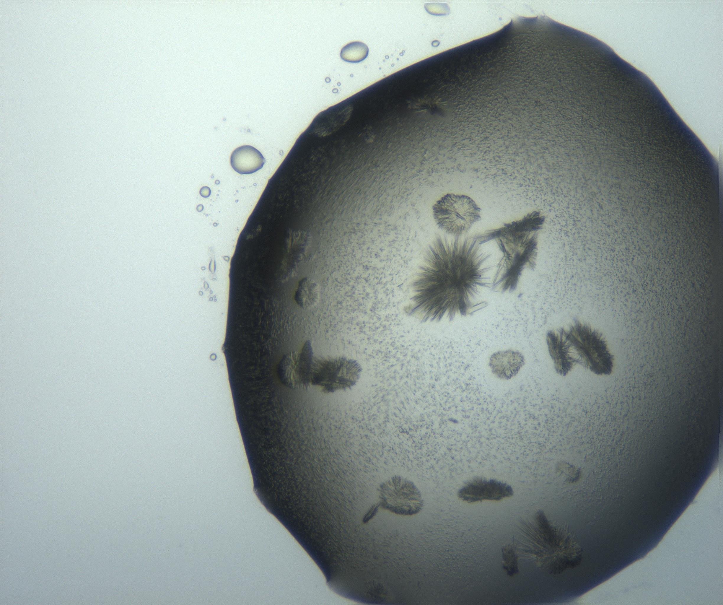 RI01_03_000_0212_Proj1_Clon1_MC_0000MC103026_002_161121_04_01_02_00_99_002_001_RAI.jpg