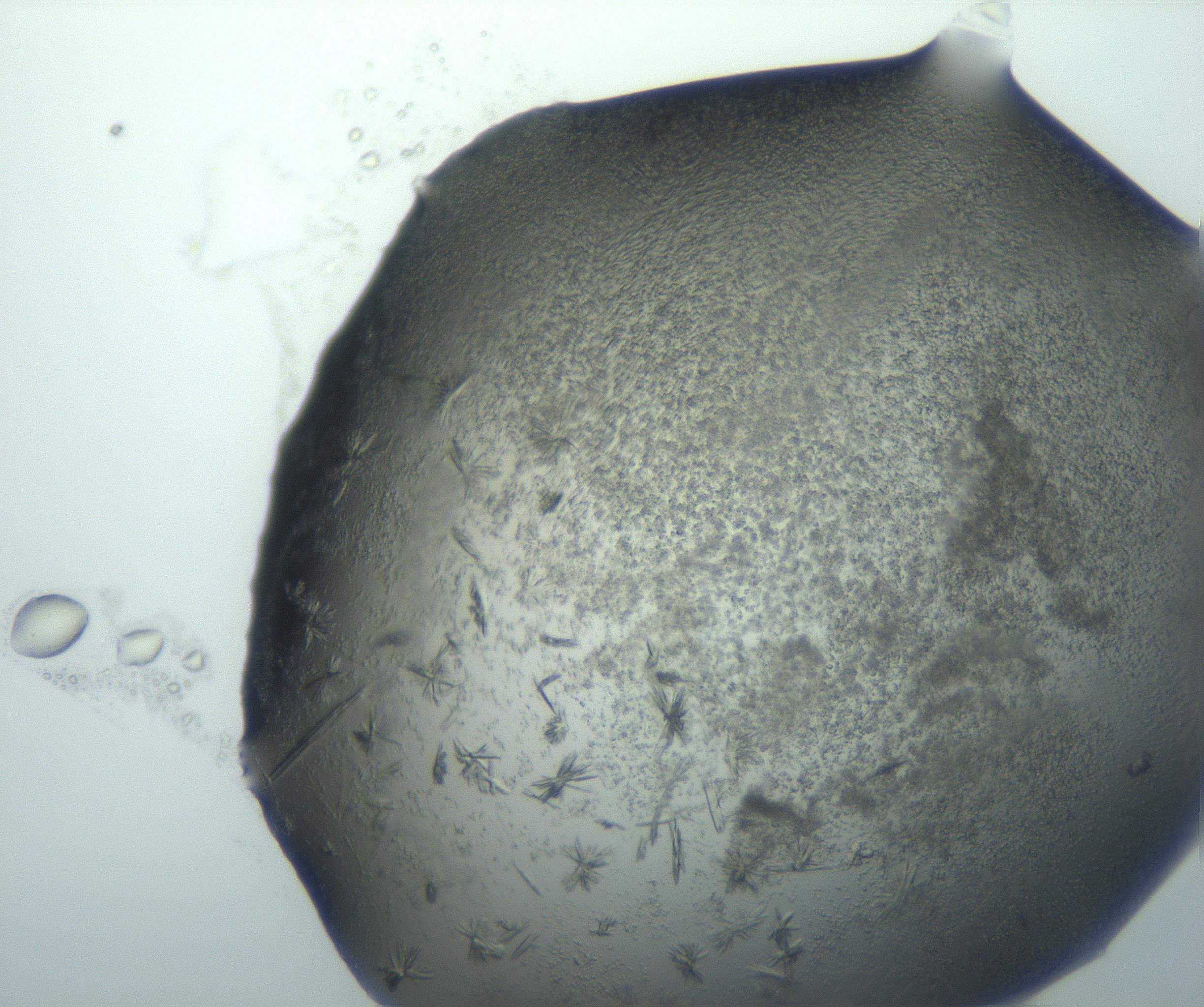 RI01_03_000_0212_Proj1_Clon1_MC_0000MC103026_002_161121_04_02_02_00_99_002_001_RAI.jpg