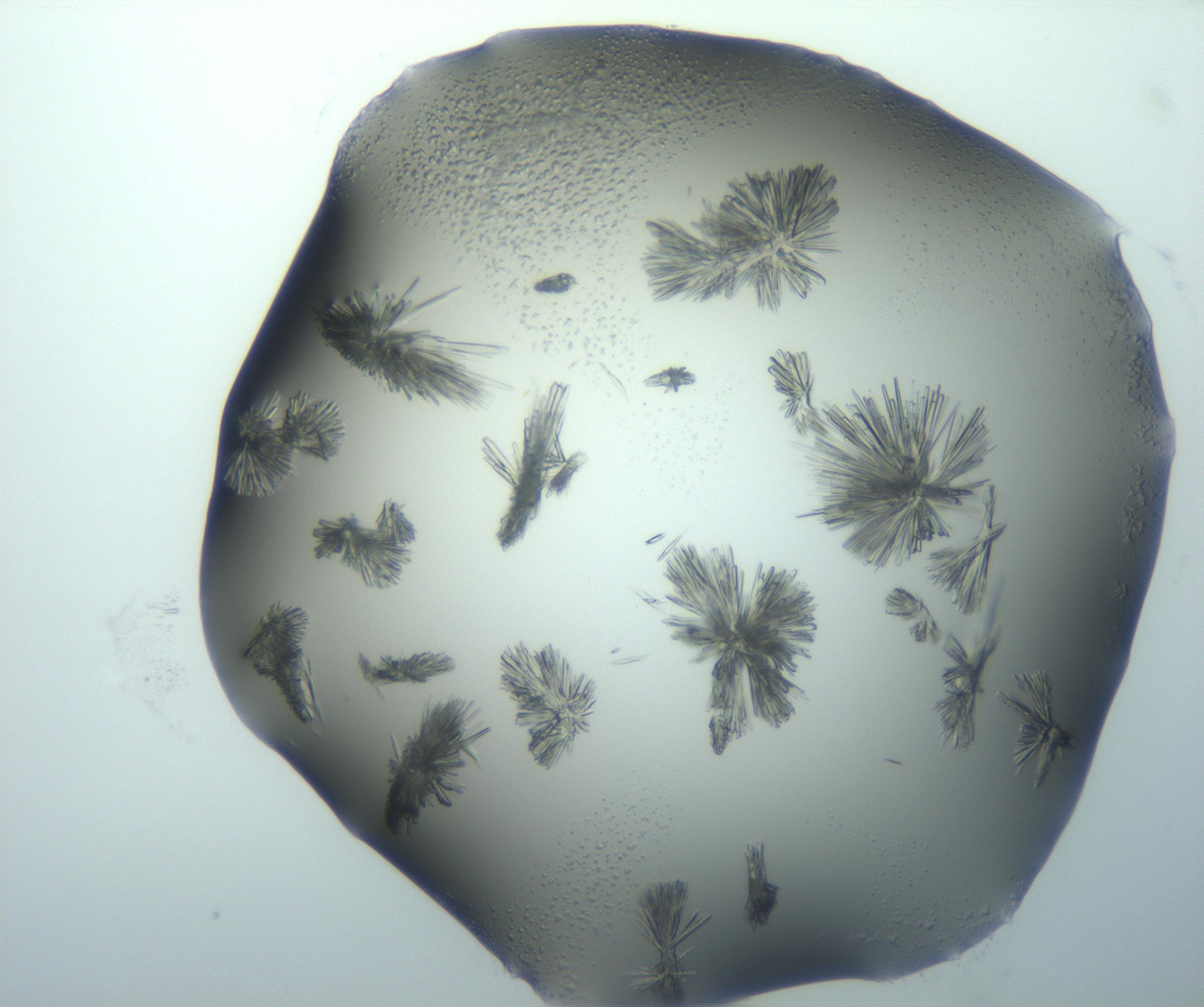 RI01_03_000_0212_Proj1_Clon1_MC_0000MC103026_002_161121_04_03_01_00_99_002_001_RAI.jpg