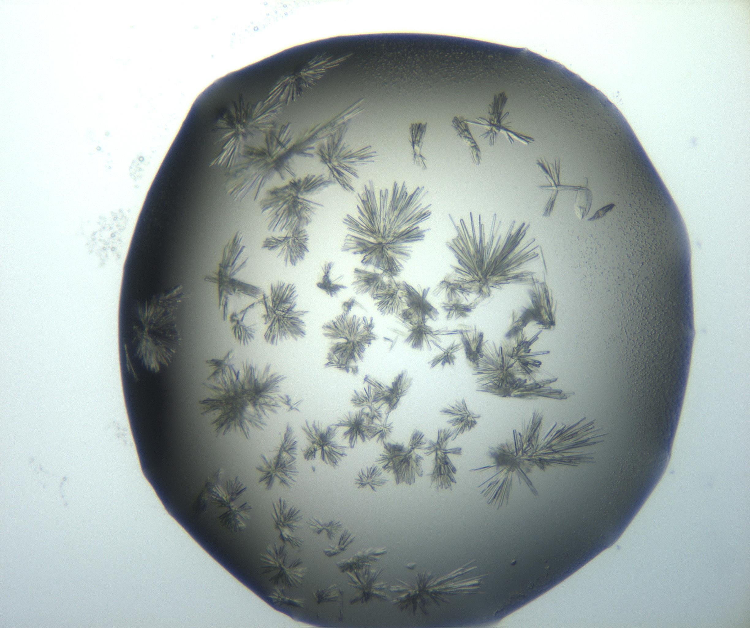 RI01_03_000_0212_Proj1_Clon1_MC_0000MC103026_002_161121_04_03_02_00_99_002_001_RAI.jpg