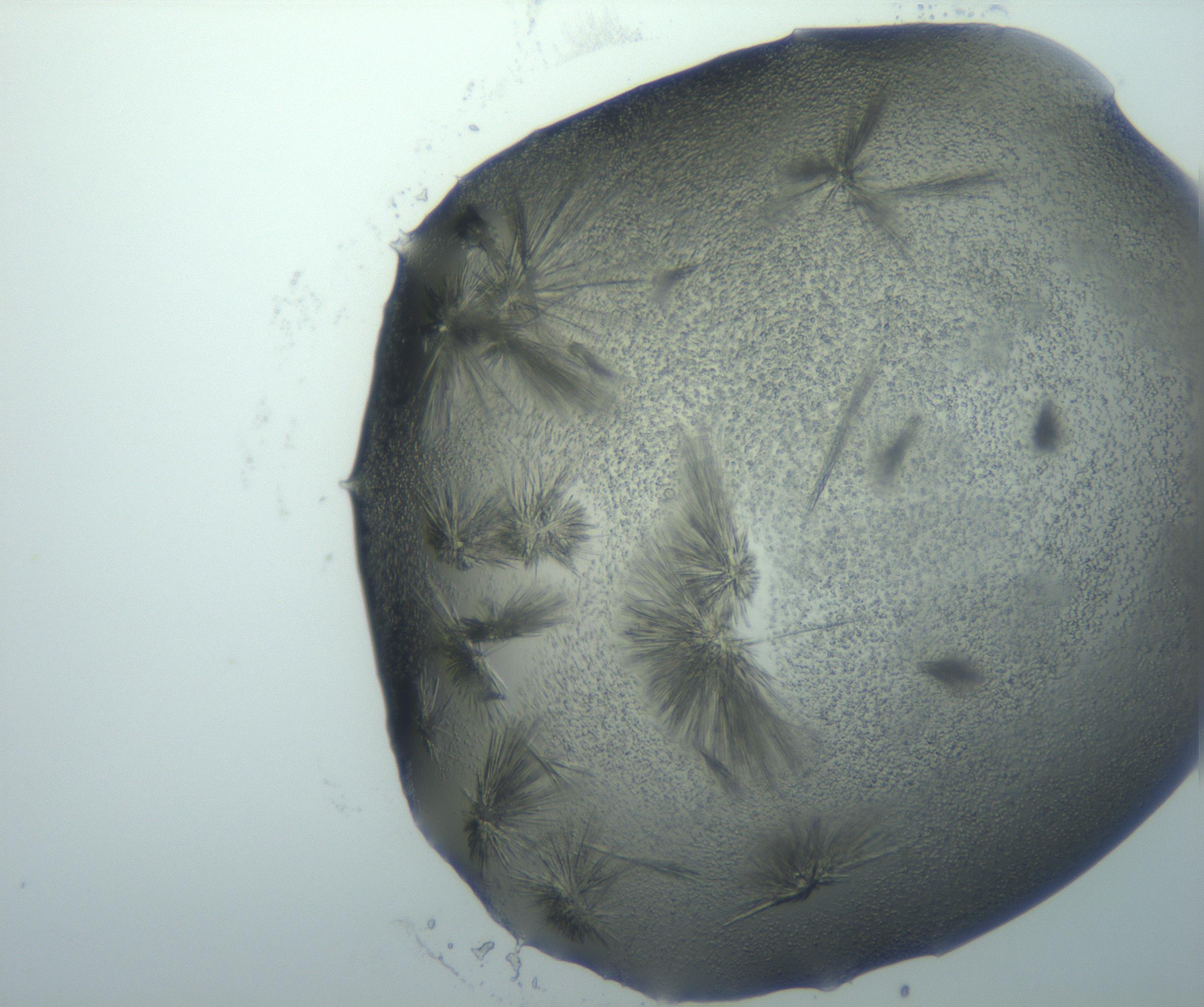 RI01_03_000_0212_Proj1_Clon1_MC_0000MC103026_002_161121_04_06_01_00_99_002_001_RAI.jpg