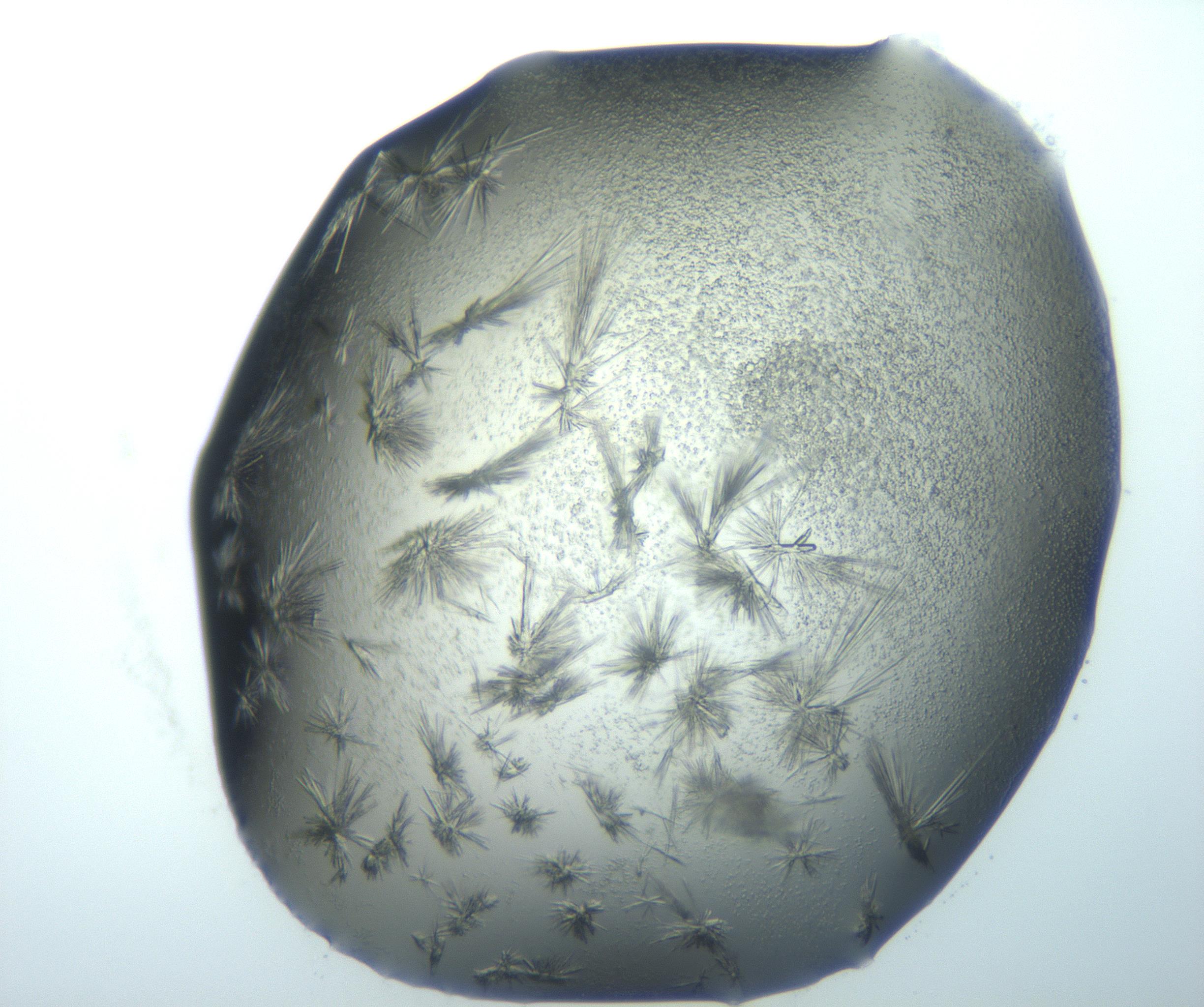 RI01_03_000_0212_Proj1_Clon1_MC_0000MC103026_002_161121_04_06_02_00_99_002_001_RAI.jpg