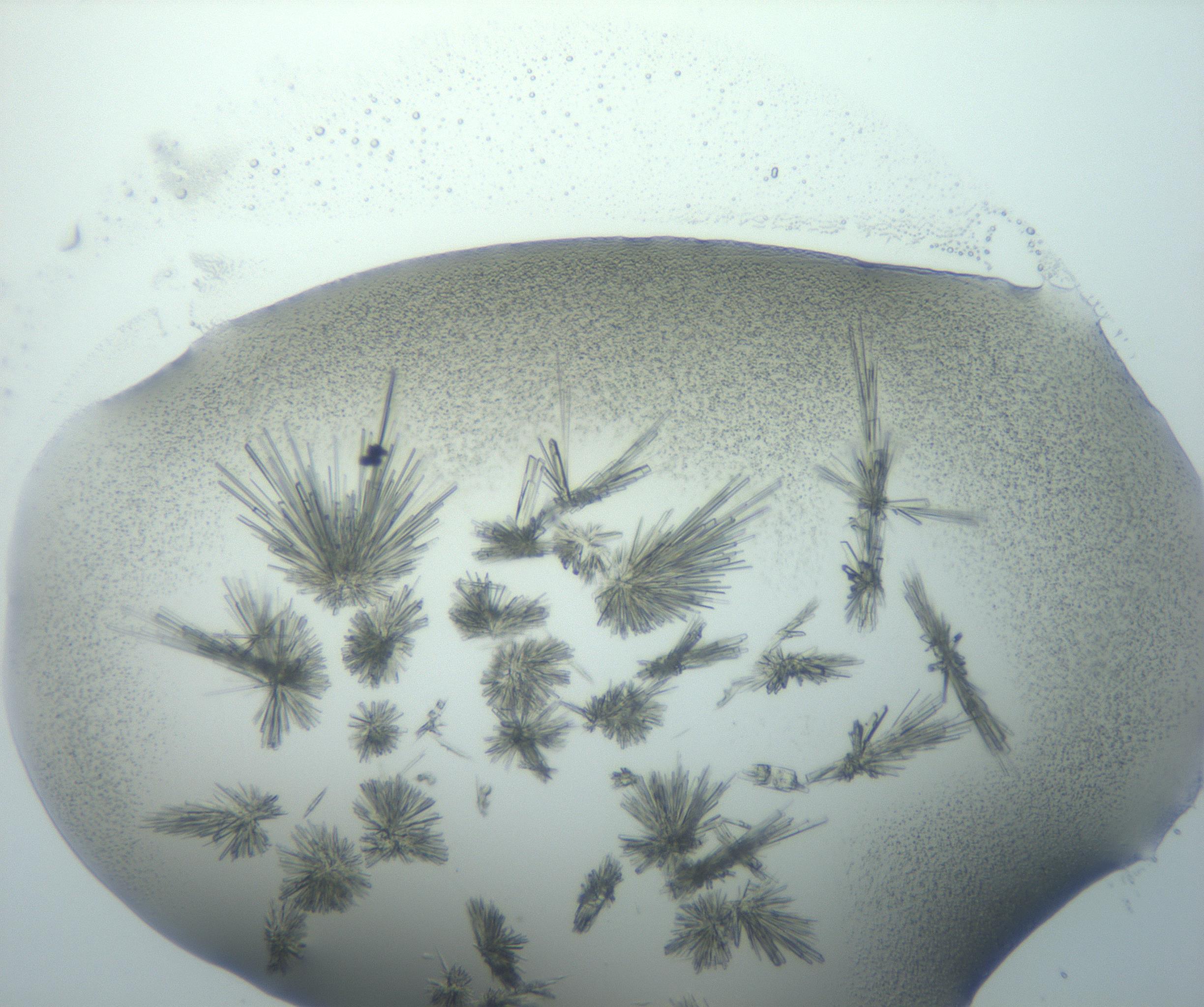 RI01_03_000_0212_Proj1_Clon1_MC_0000MC103026_002_161121_04_07_01_00_99_002_001_RAI.jpg