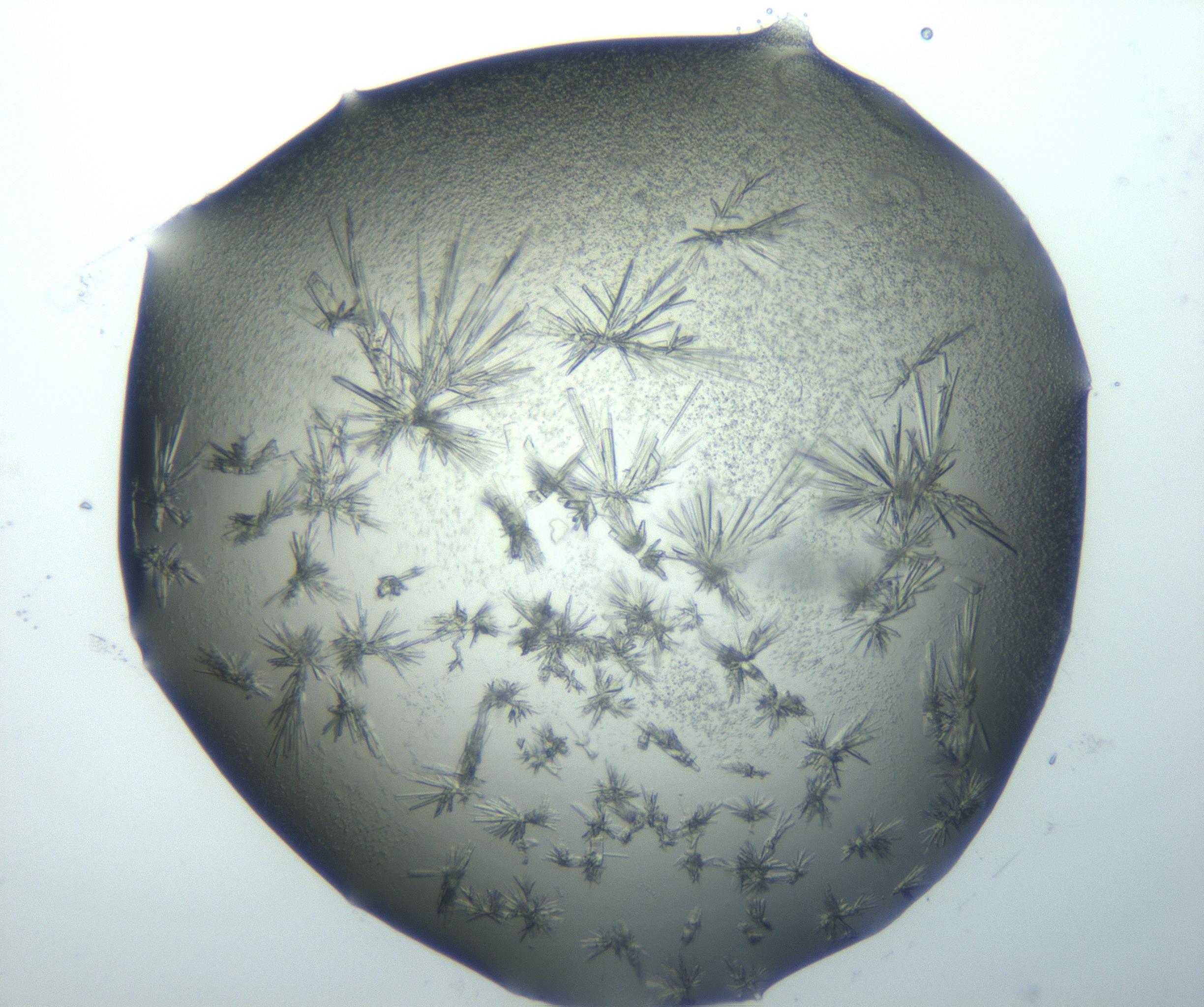 RI01_03_000_0212_Proj1_Clon1_MC_0000MC103026_002_161121_04_07_02_00_99_002_001_RAI.jpg