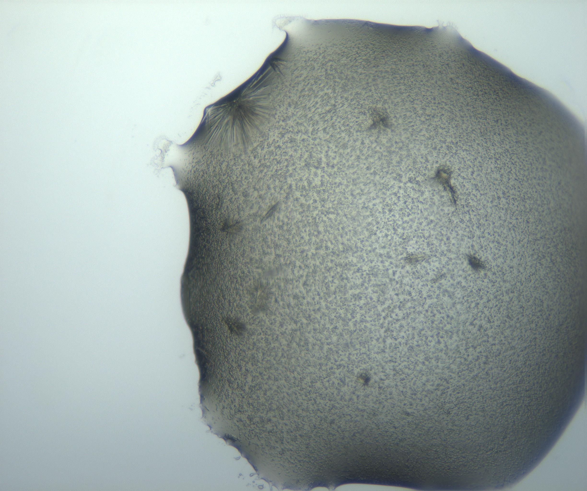 RI01_03_000_0212_Proj1_Clon1_MC_0000MC103026_002_161121_05_01_01_00_99_002_001_RAI.jpg