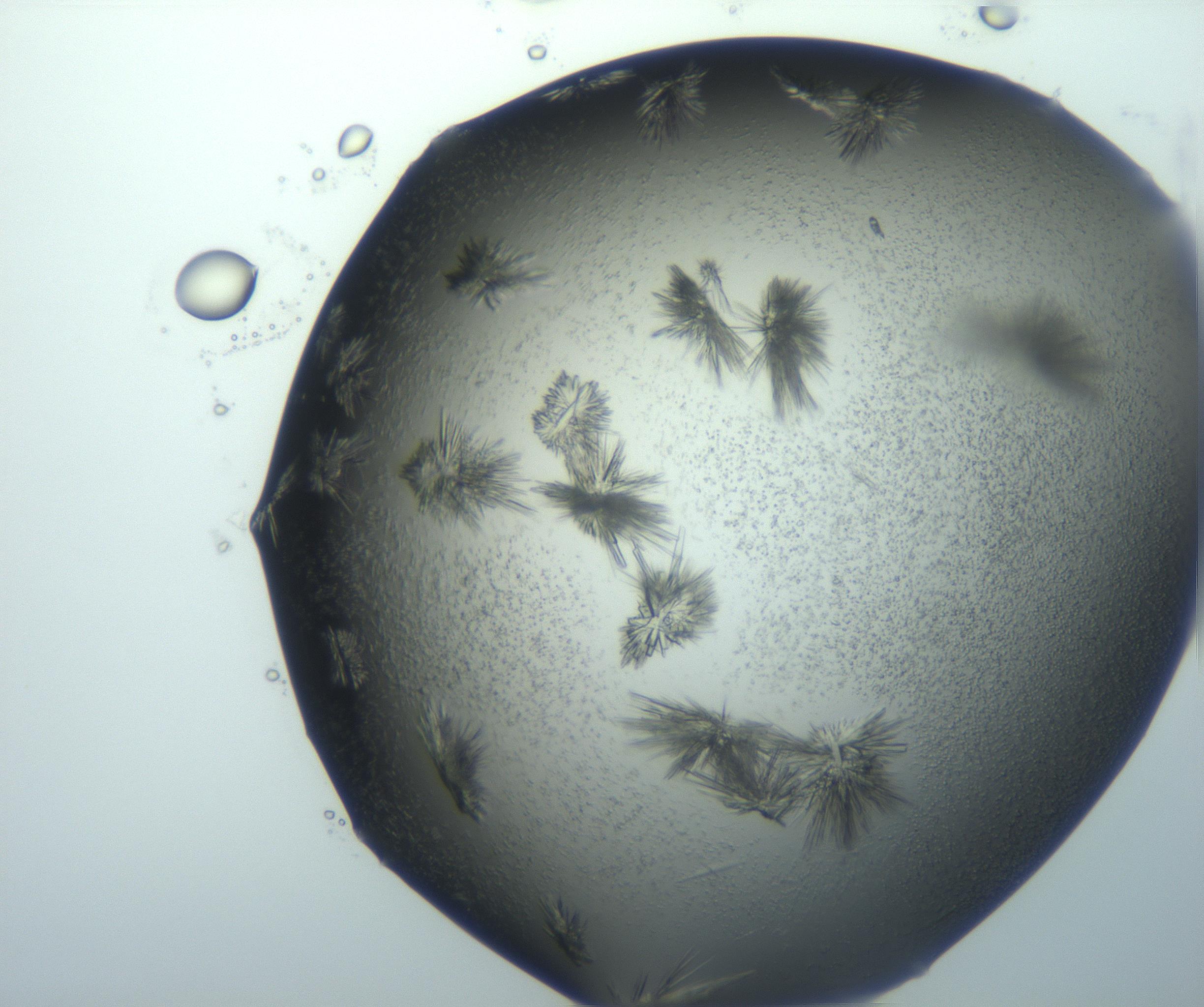 RI01_03_000_0212_Proj1_Clon1_MC_0000MC103026_002_161121_05_01_02_00_99_002_001_RAI.jpg