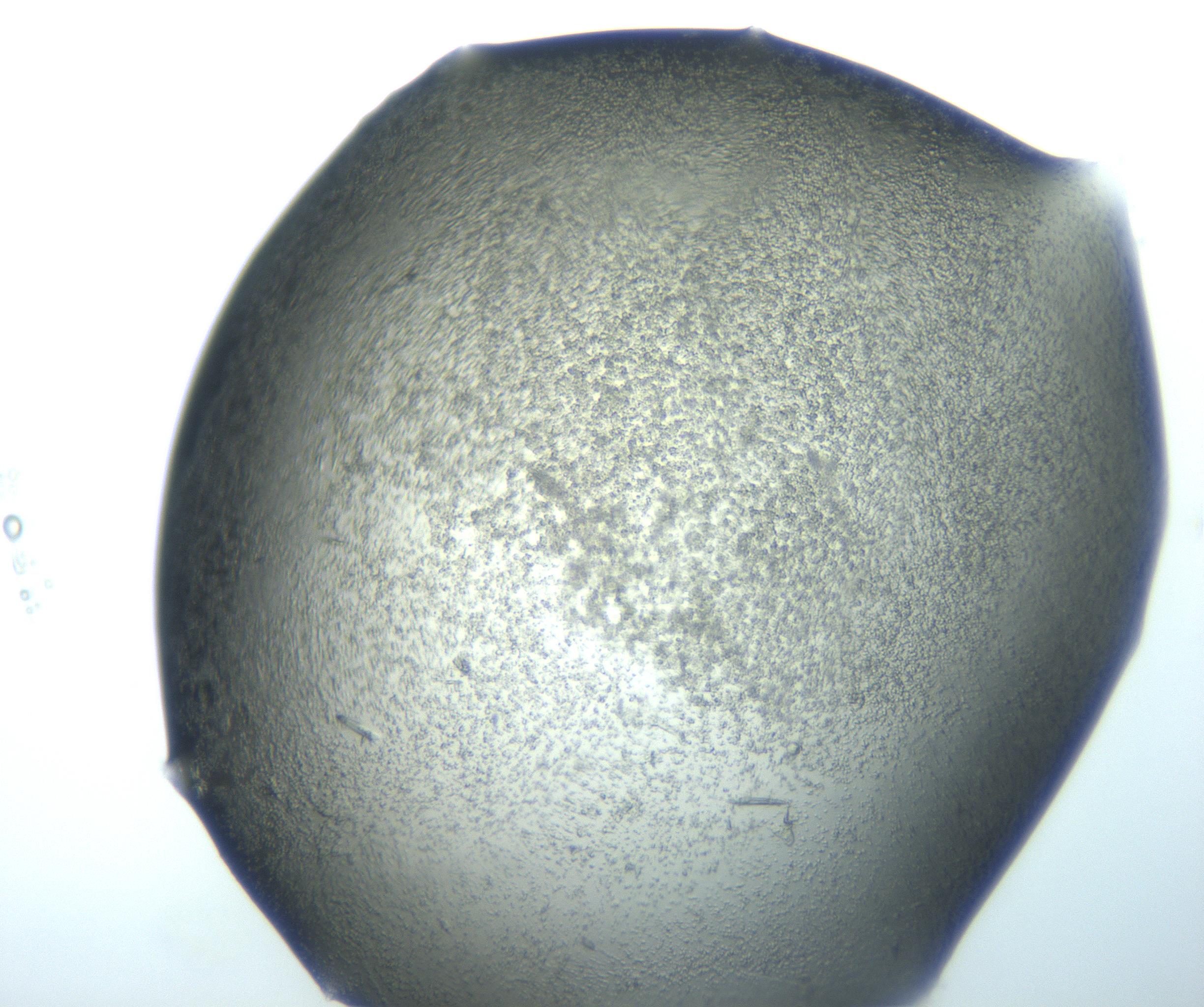 RI01_03_000_0212_Proj1_Clon1_MC_0000MC103026_002_161121_05_02_02_00_99_002_001_RAI.jpg