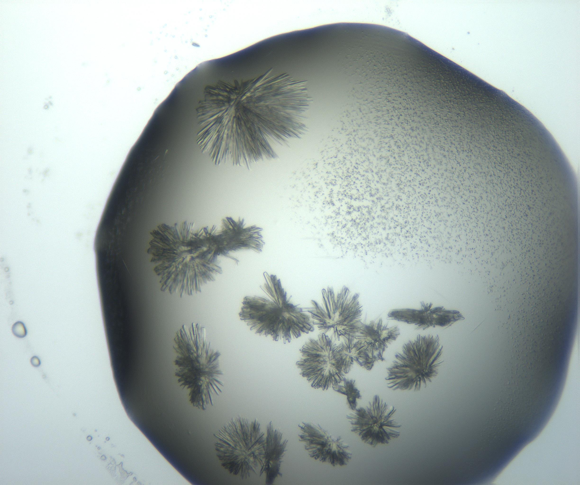 RI01_03_000_0212_Proj1_Clon1_MC_0000MC103026_002_161121_05_05_01_00_99_002_001_RAI.jpg