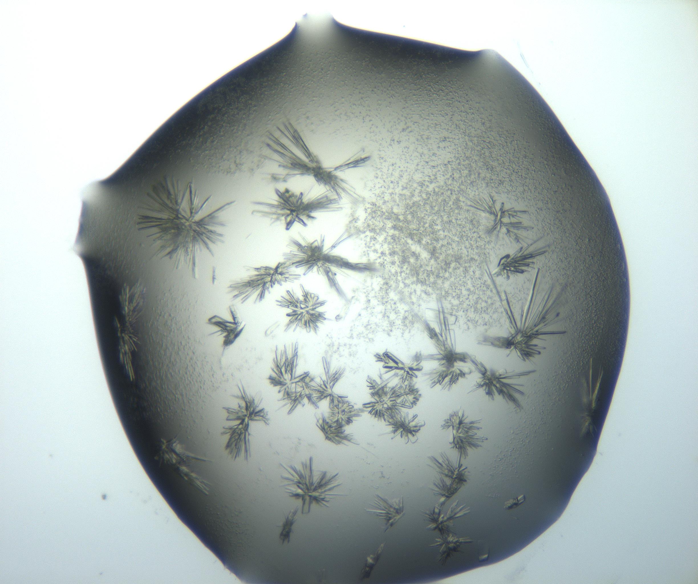 RI01_03_000_0212_Proj1_Clon1_MC_0000MC103026_002_161121_05_05_02_00_99_002_001_RAI.jpg