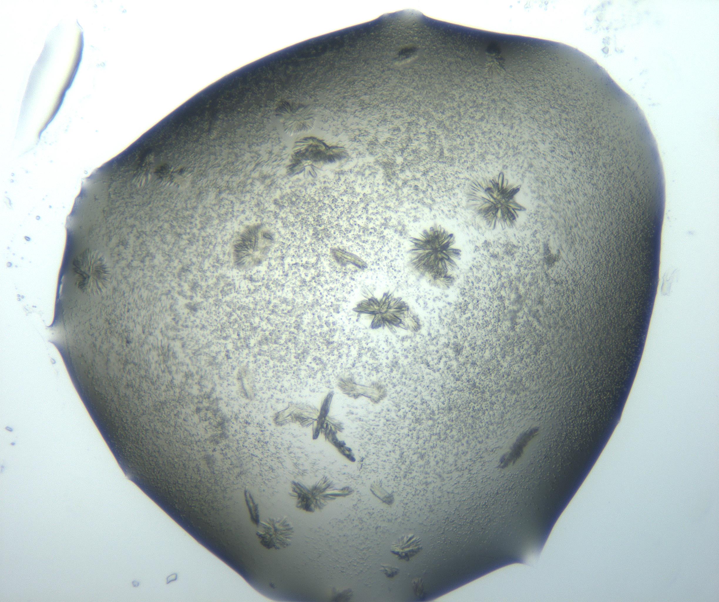 RI01_03_000_0212_Proj1_Clon1_MC_0000MC103026_002_161121_05_07_02_00_99_002_001_RAI.jpg