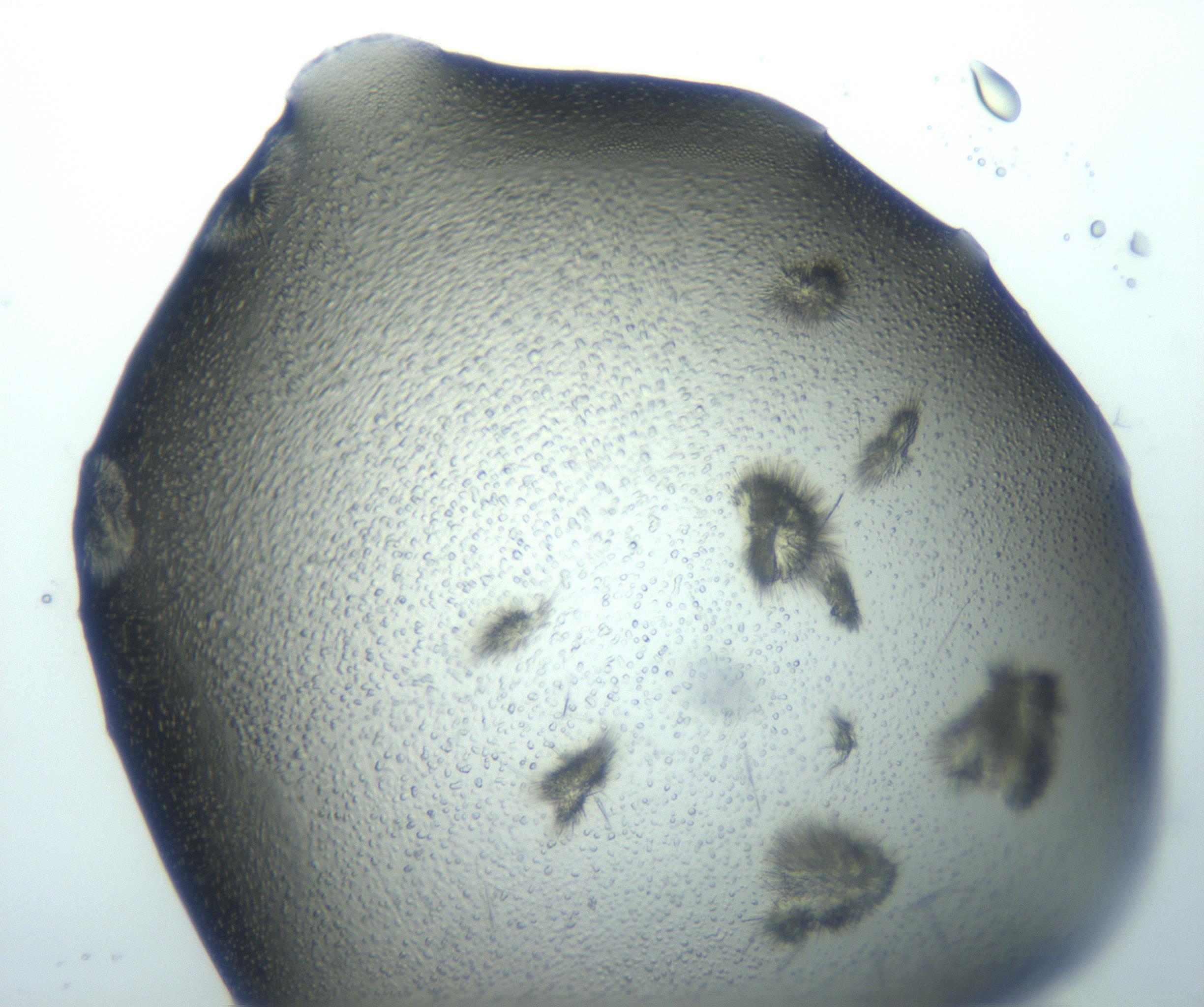 RI01_03_000_0212_Proj1_Clon1_MC_0000MC103026_002_161121_06_02_01_00_99_002_001_RAI.jpg