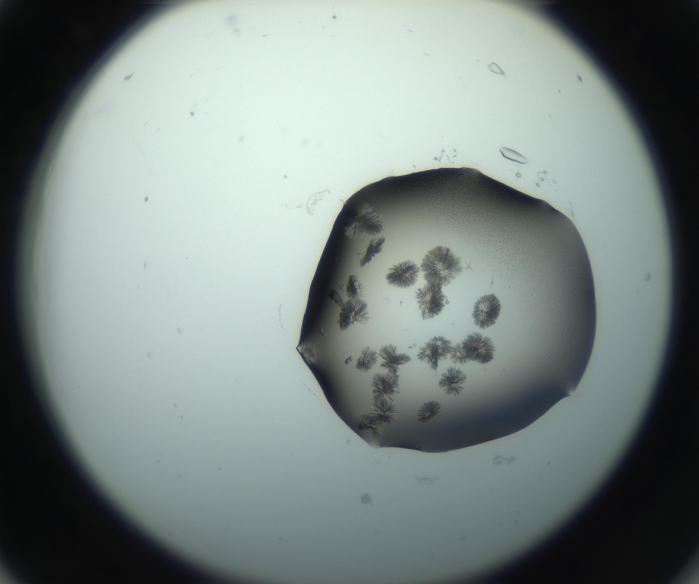 RI01_03_000_0212_Proj1_Clon1_MC_0000MC103026_002_161121_06_02_02_00_99_002_001_RAI.jpg