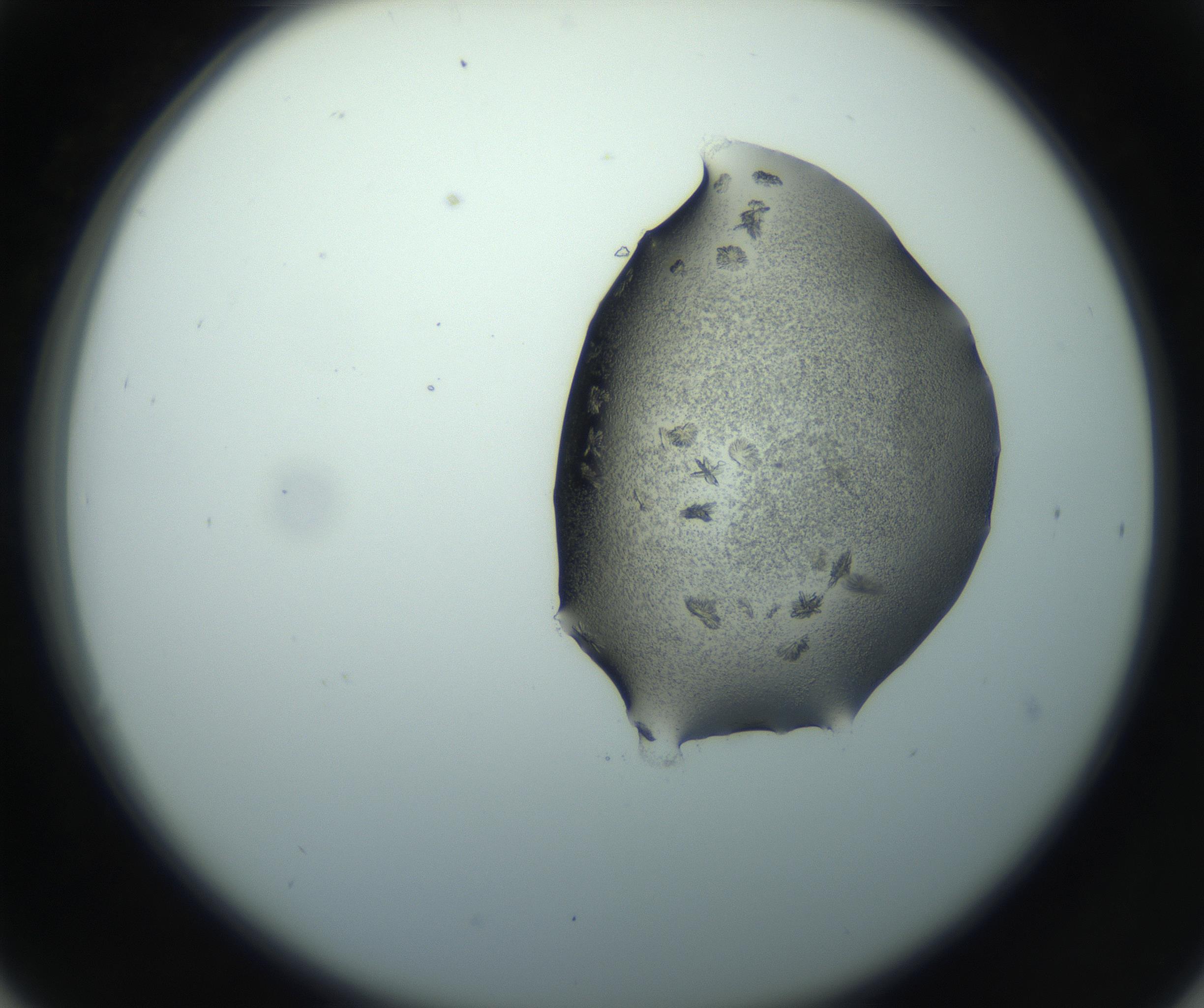 RI01_03_000_0212_Proj1_Clon1_MC_0000MC103026_002_161121_06_03_02_00_99_002_001_RAI.jpg