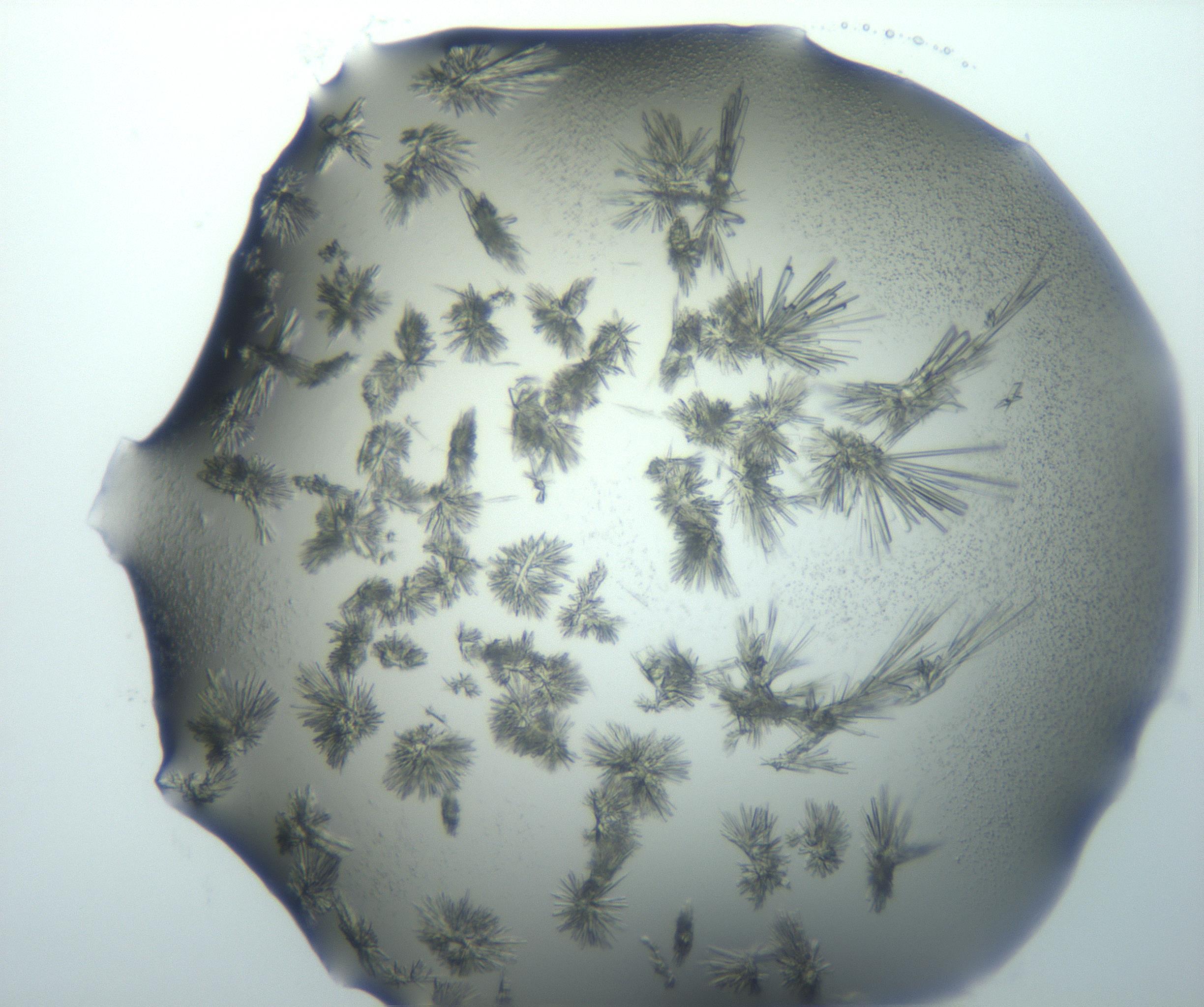 RI01_03_000_0212_Proj1_Clon1_MC_0000MC103026_002_161121_06_06_01_00_99_002_001_RAI.jpg